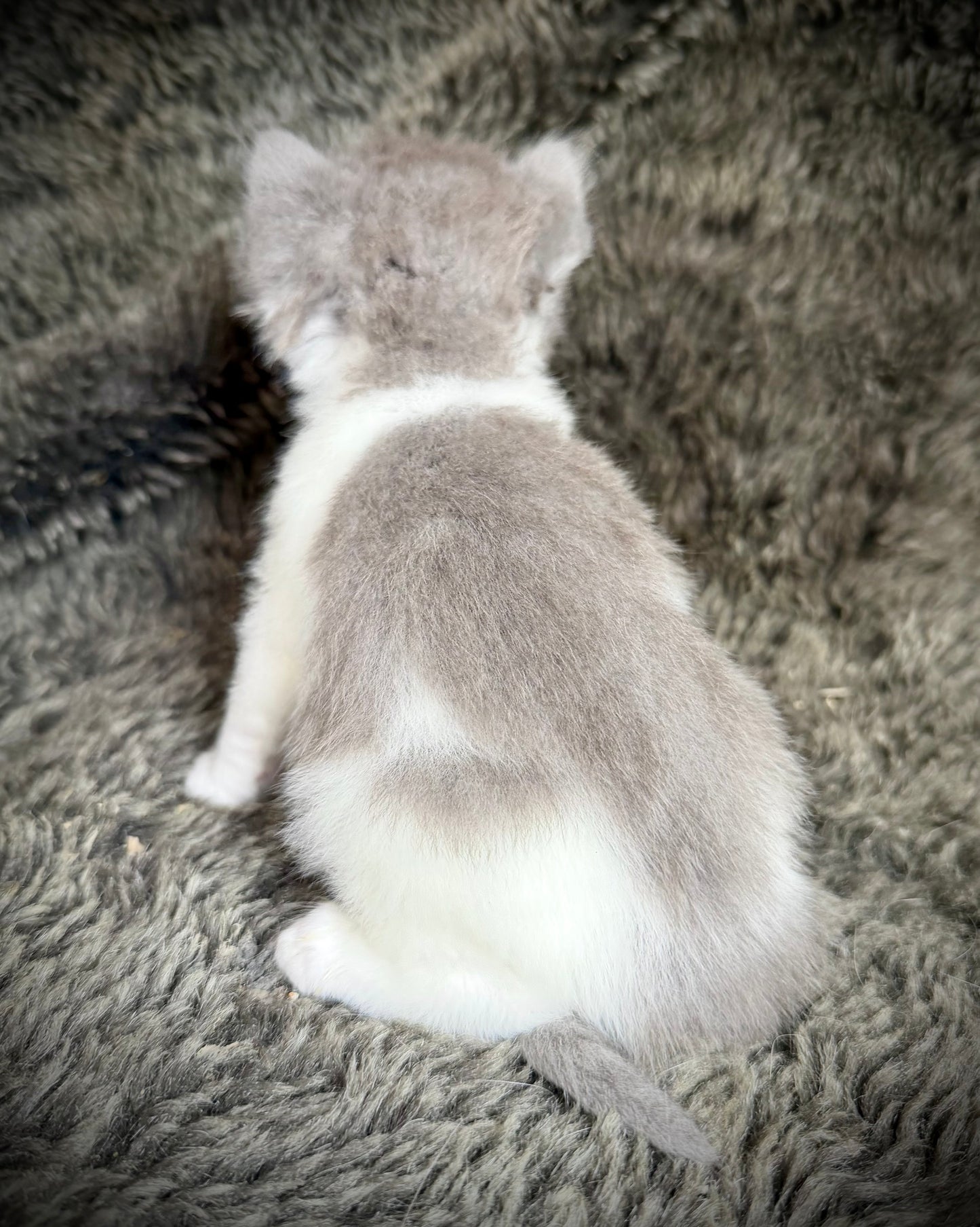 Macaroon - MALE  - Blue Bicolor solid