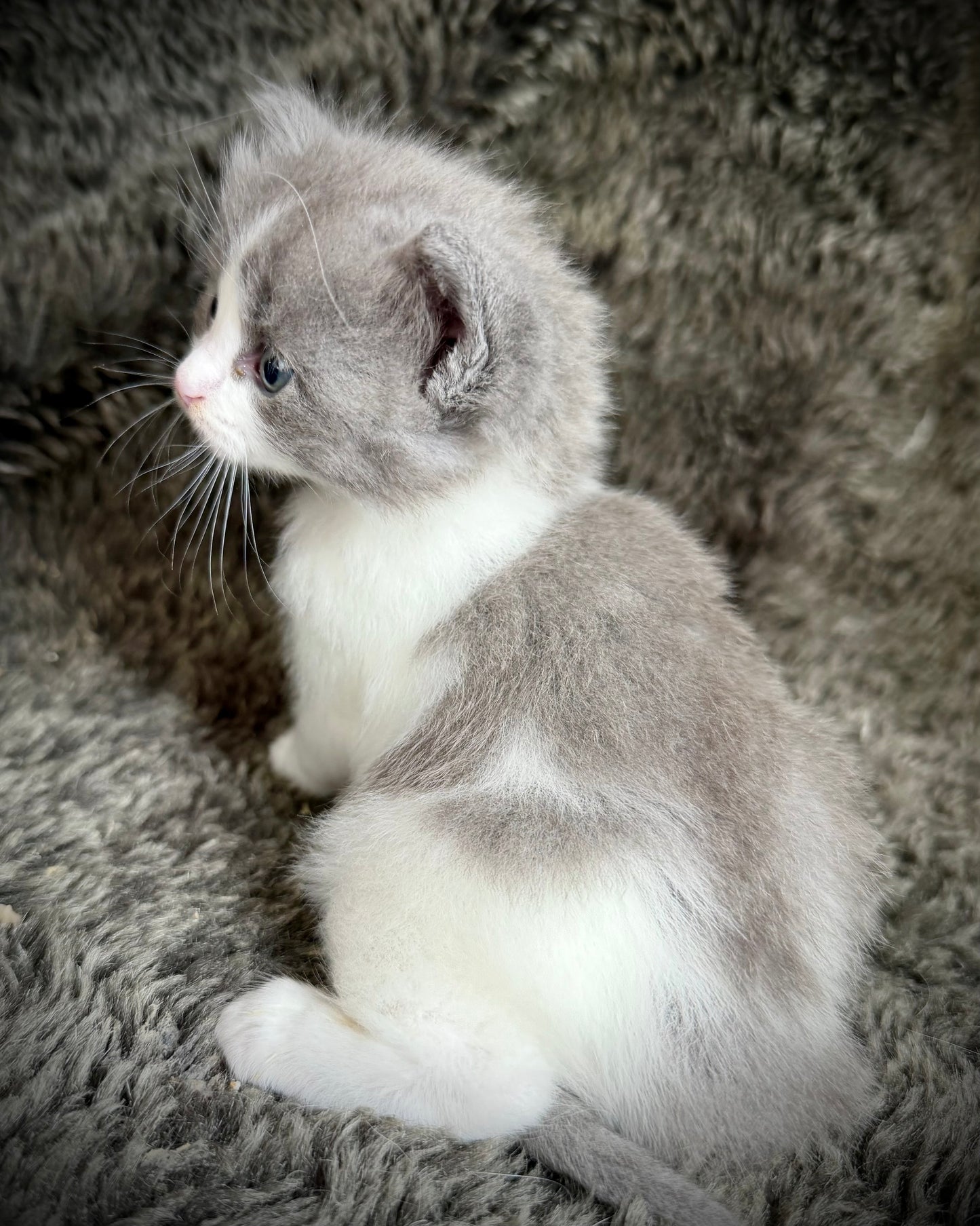 Macaroon - MALE  - Blue Bicolor solid