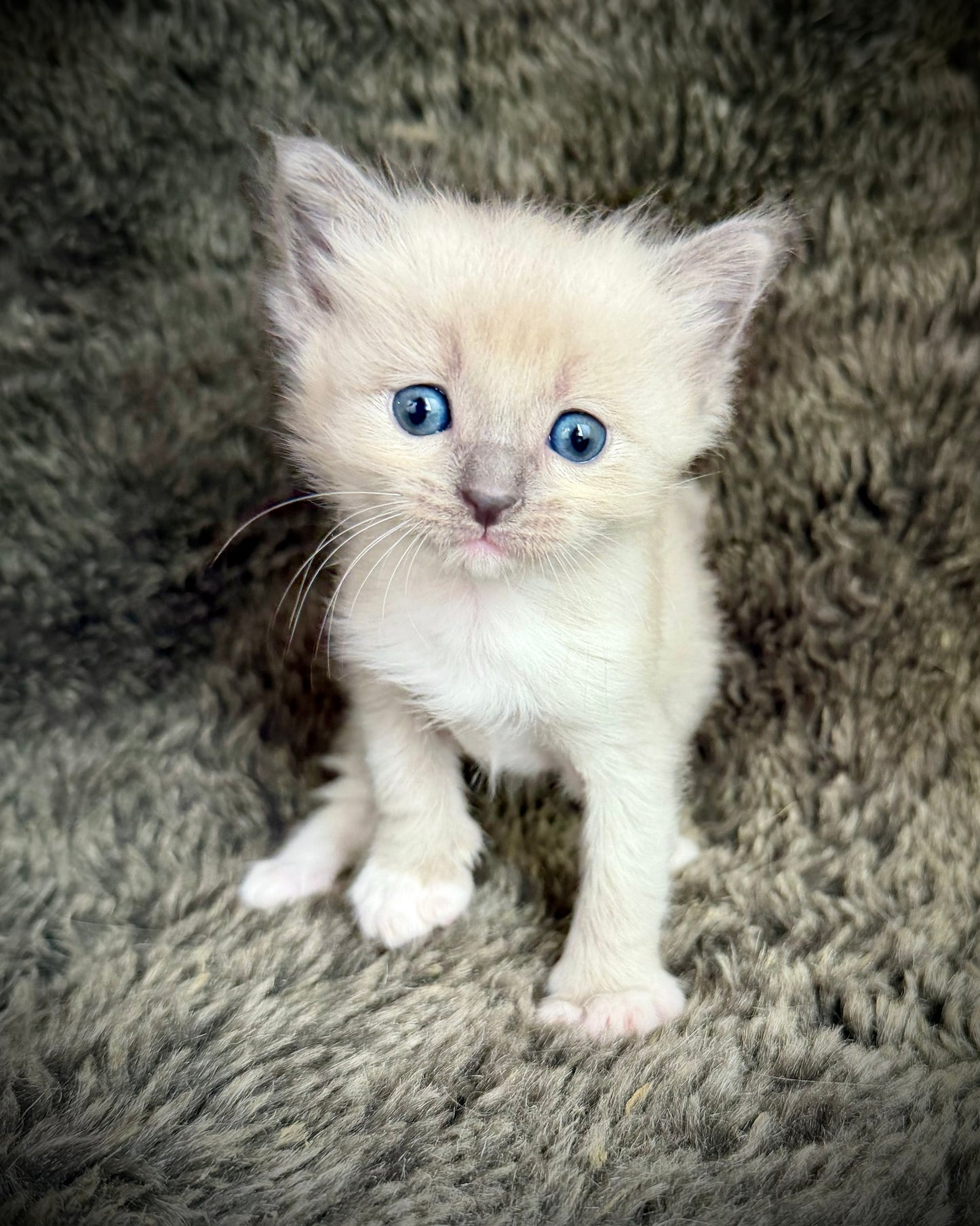 Snickerdoodle  - MALE  - blue sepia