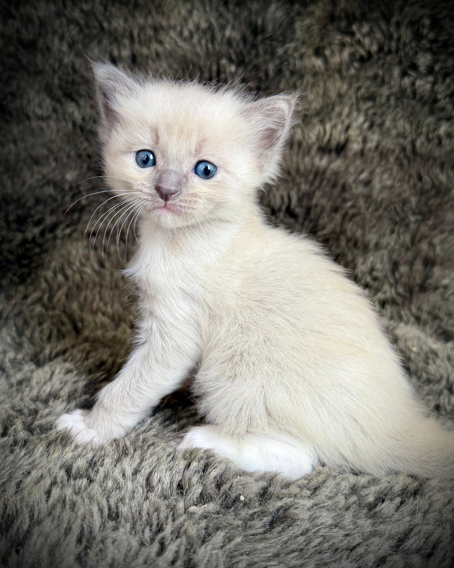 Snickerdoodle  - MALE  - blue sepia