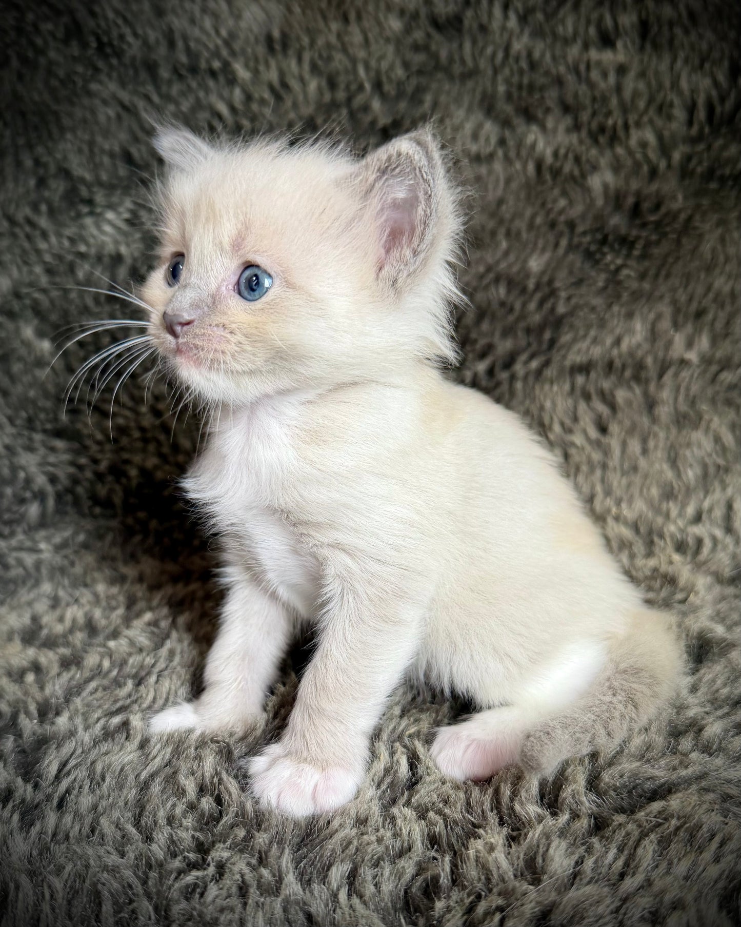 Snickerdoodle  - MALE  - blue sepia