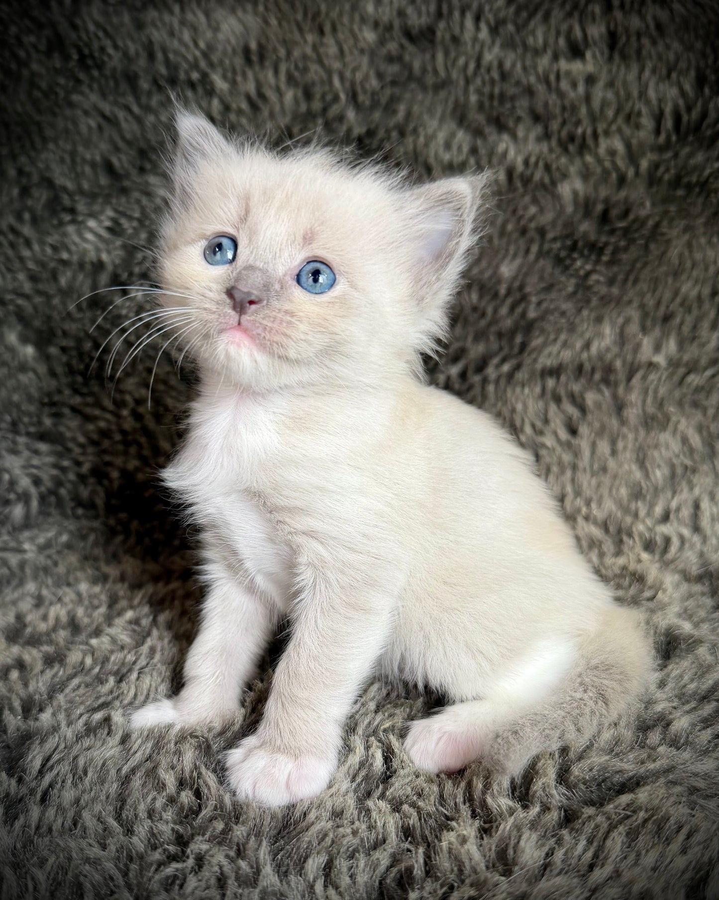 Snickerdoodle  - MALE  - blue sepia