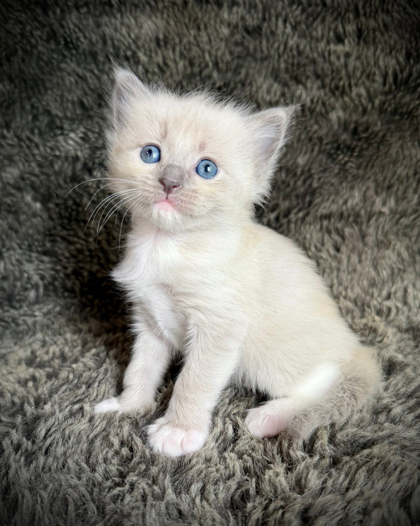 Snickerdoodle  - MALE  - blue sepia