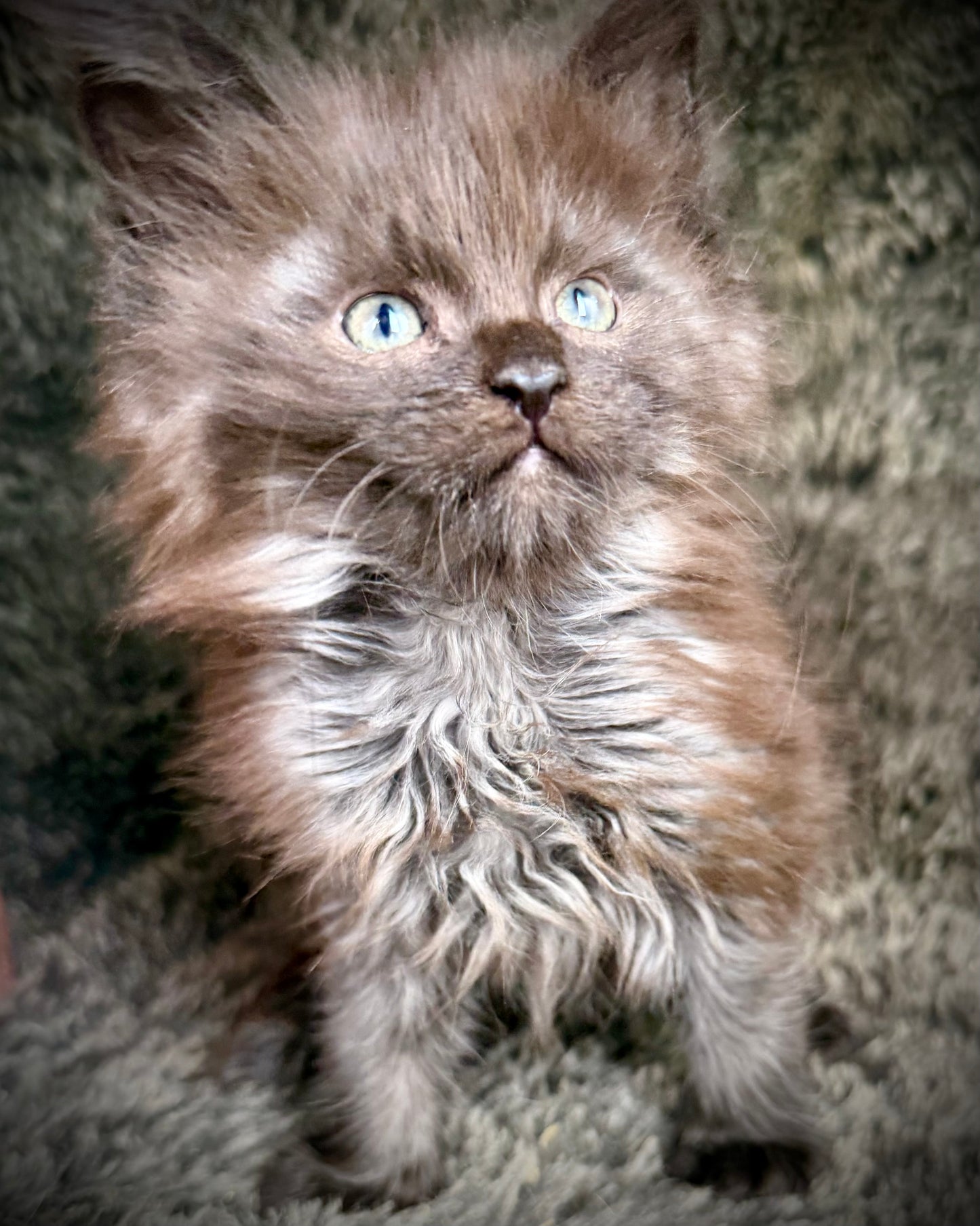 RASPUTIN   -  MALE  - black smoke Maine Coon