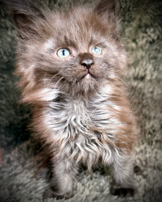 RASPUTIN   -  MALE  - black smoke Maine Coon