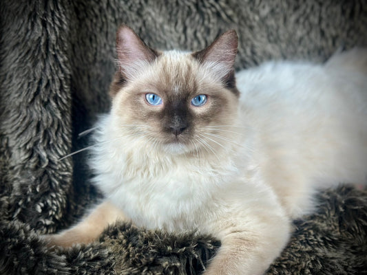 Horchata Seal point mitted MALE - AVAILABLE