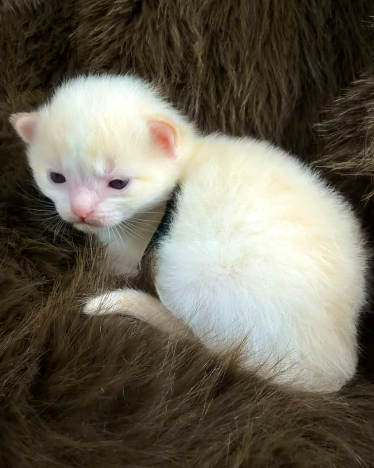 Apollo  - Flame Mink Bicolor - CHERUBIM MALE
