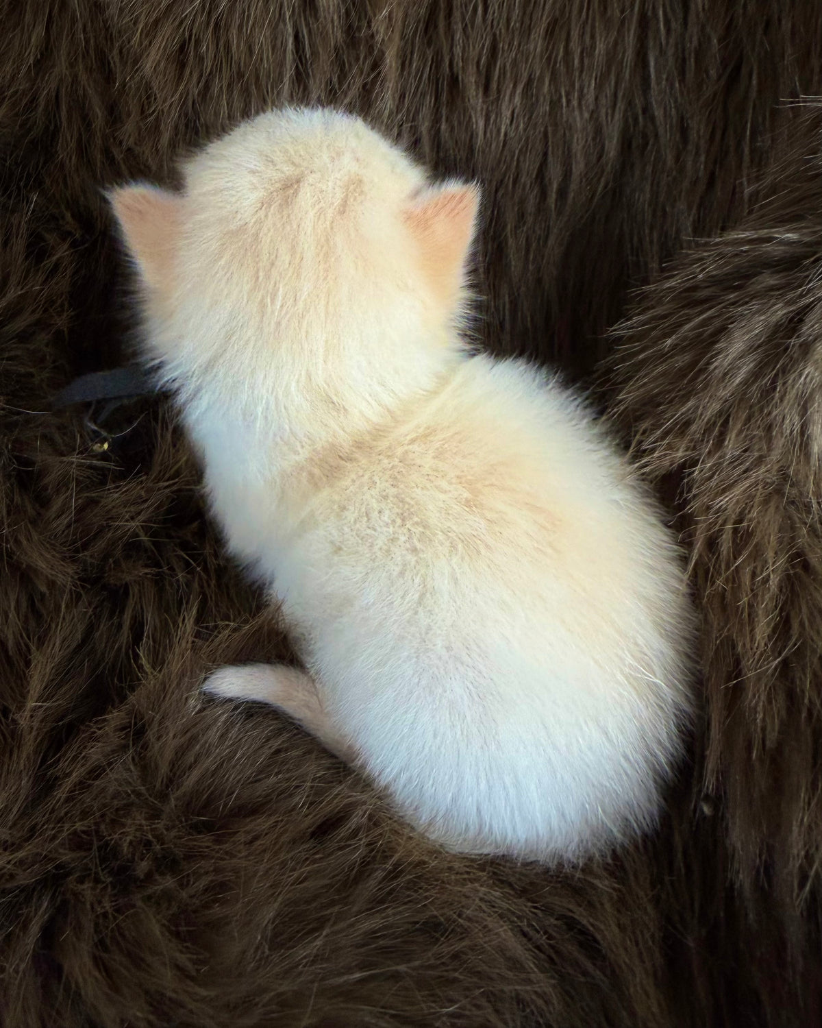 Apollo  - Flame Mink Bicolor - CHERUBIM MALE