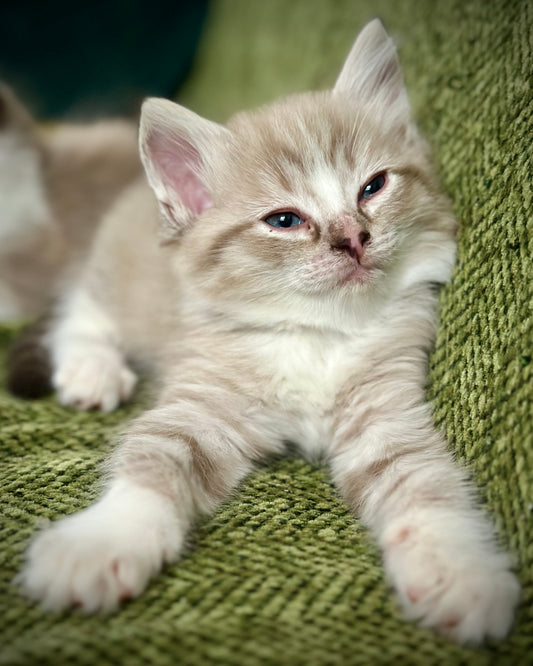 Ichiban - Sepia Seal  Lynx mitted with Blaze- MALE - AVAILABLE 10/25/25