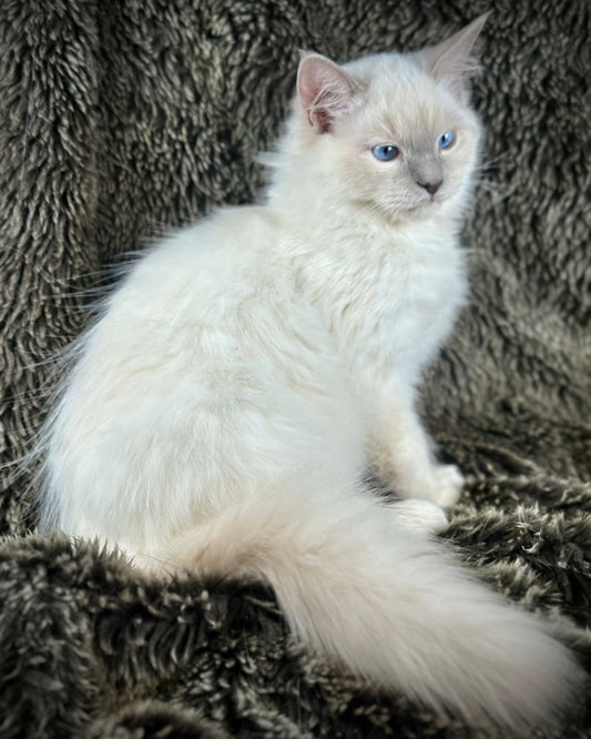 Justice - Lilac Point -MALE - AVAILABLE 7/4/25