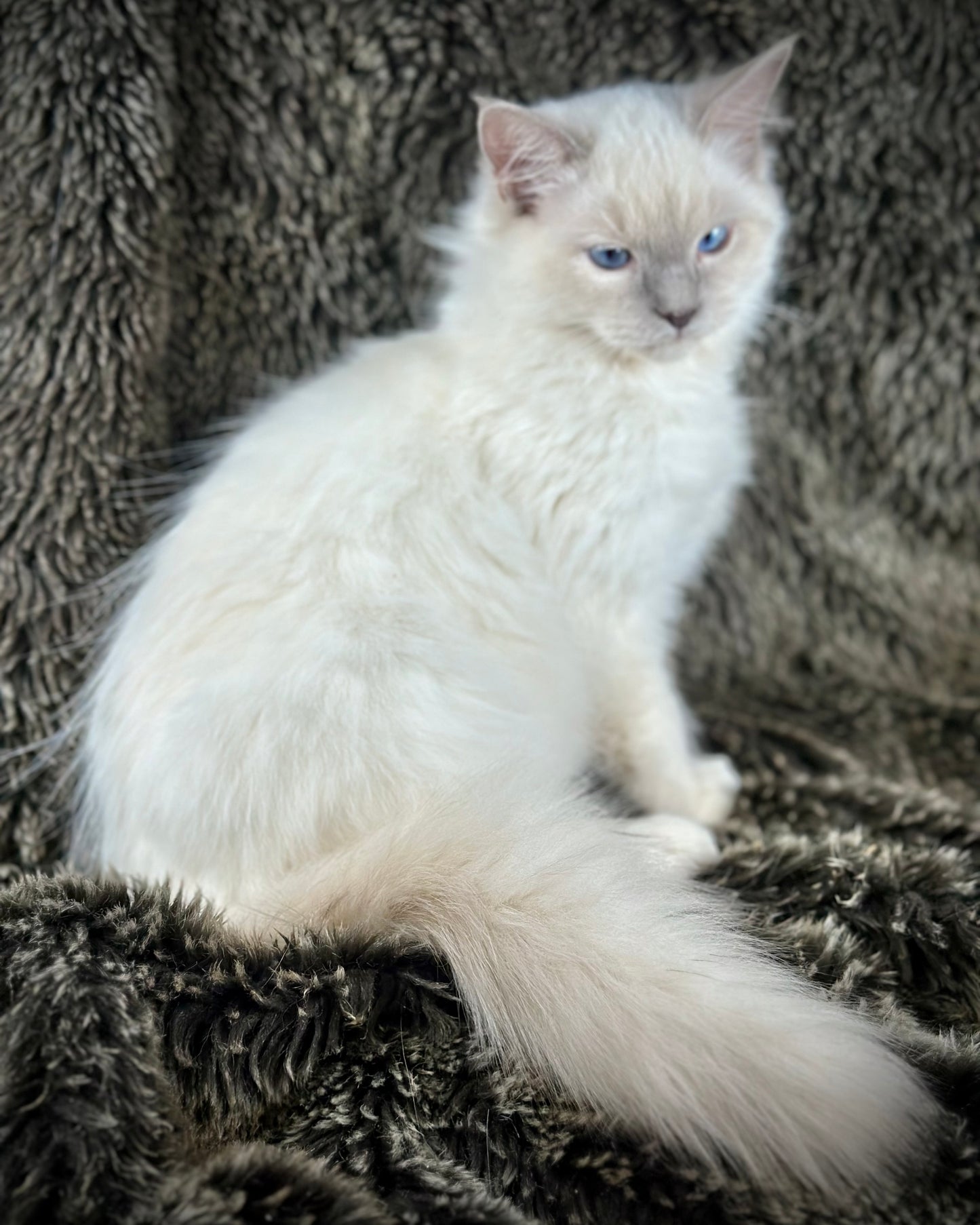 Justice - Lilac Point -MALE - AVAILABLE 7/4/25