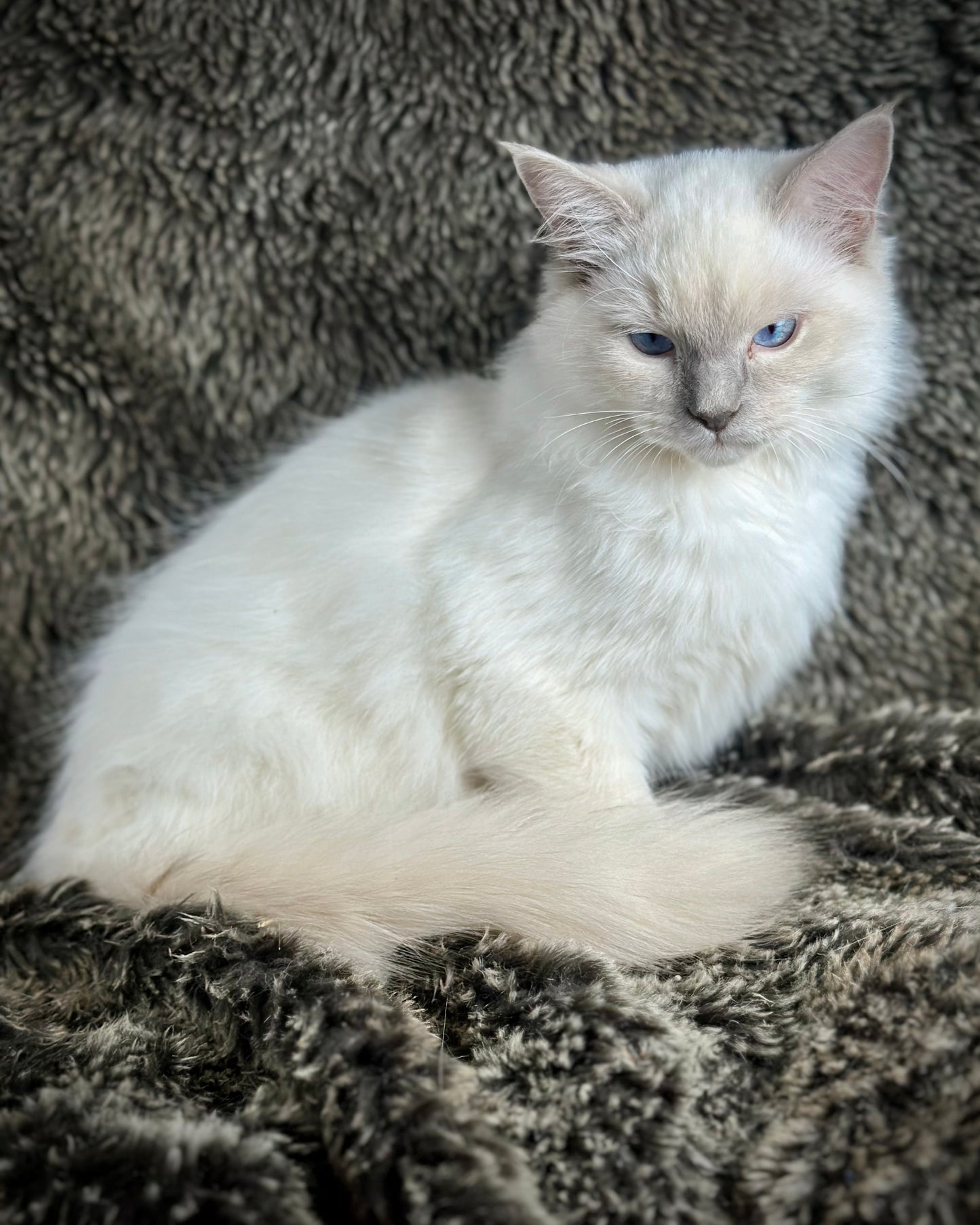 Justice - Lilac Point -MALE - AVAILABLE 7/4/25