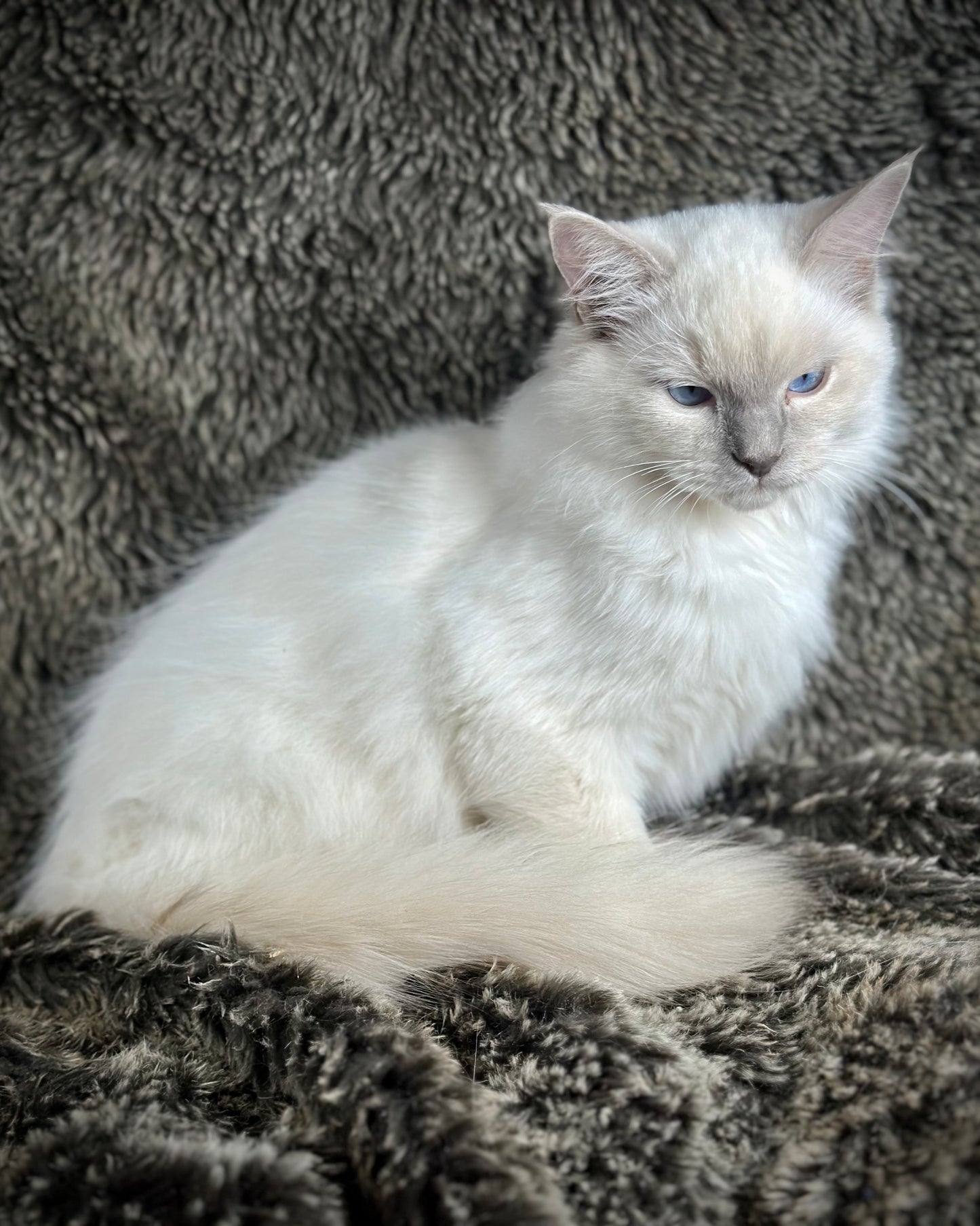 Justice - Lilac Point -MALE - AVAILABLE 7/4/25