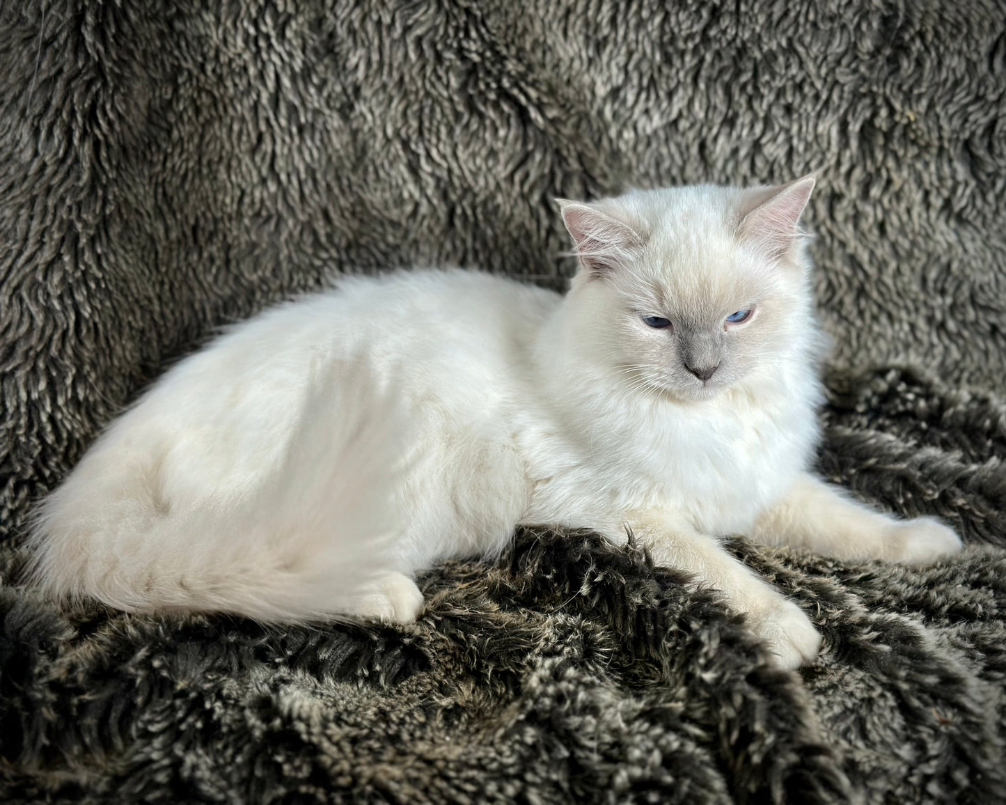 Justice - Lilac Point -MALE - AVAILABLE 7/4/25
