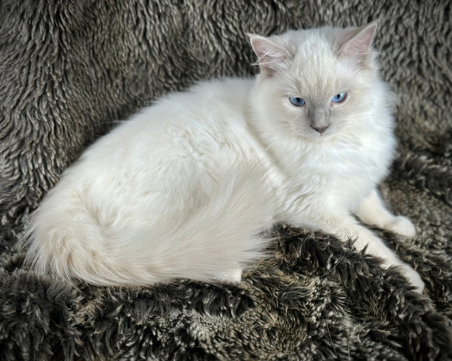 Justice - Lilac Point -MALE - AVAILABLE 7/4/25