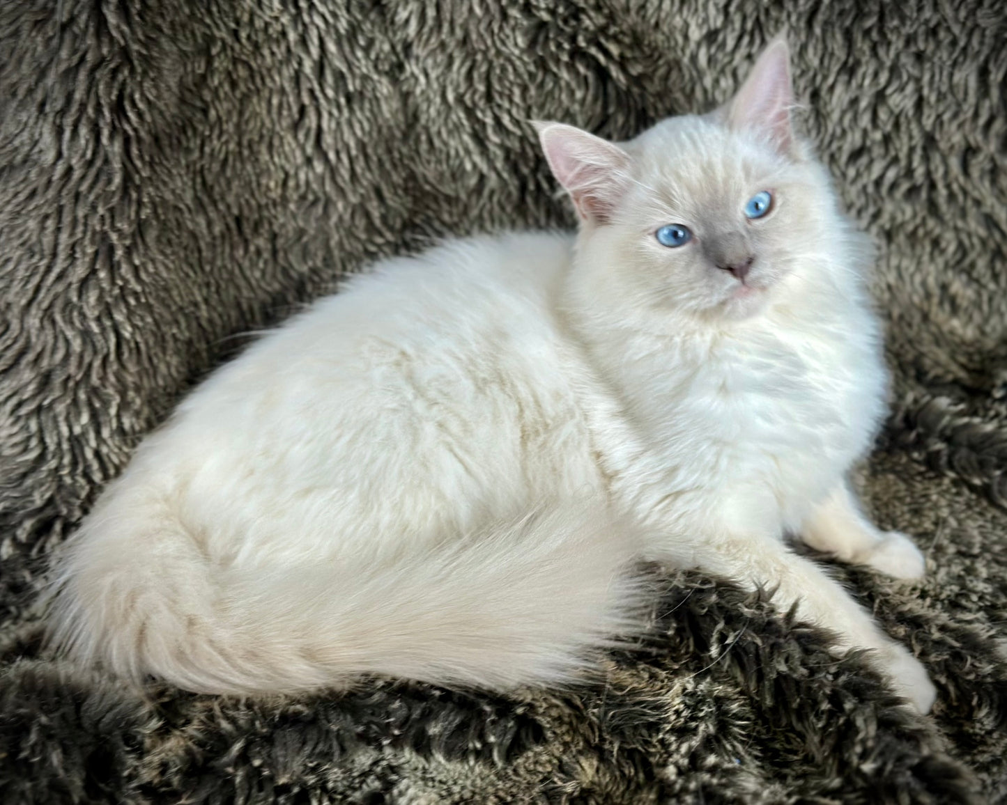 Justice - Lilac Point -MALE - AVAILABLE 7/4/25