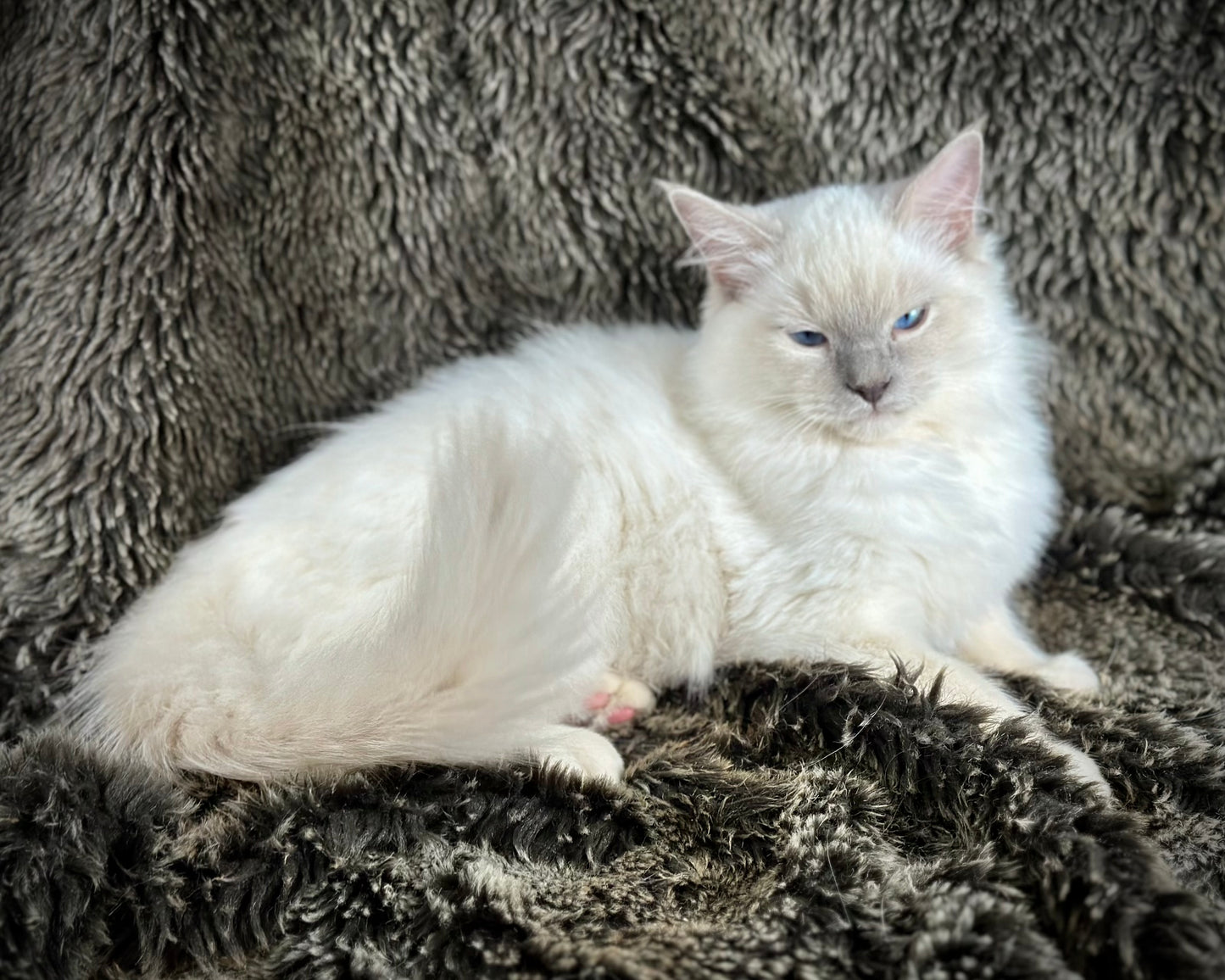 Justice - Lilac Point -MALE - AVAILABLE 7/4/25
