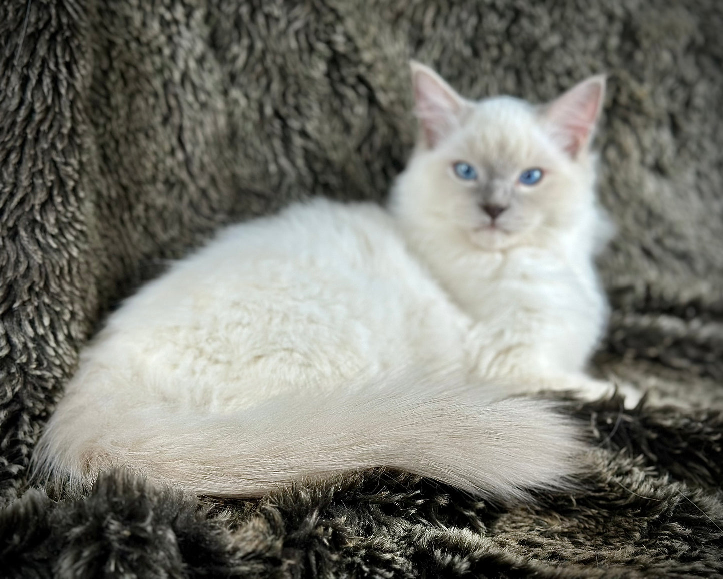 Justice - Lilac Point -MALE - AVAILABLE 7/4/25
