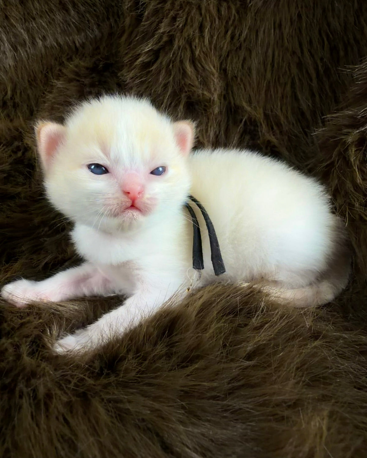 Apollo  - Flame Mink Bicolor - CHERUBIM MALE
