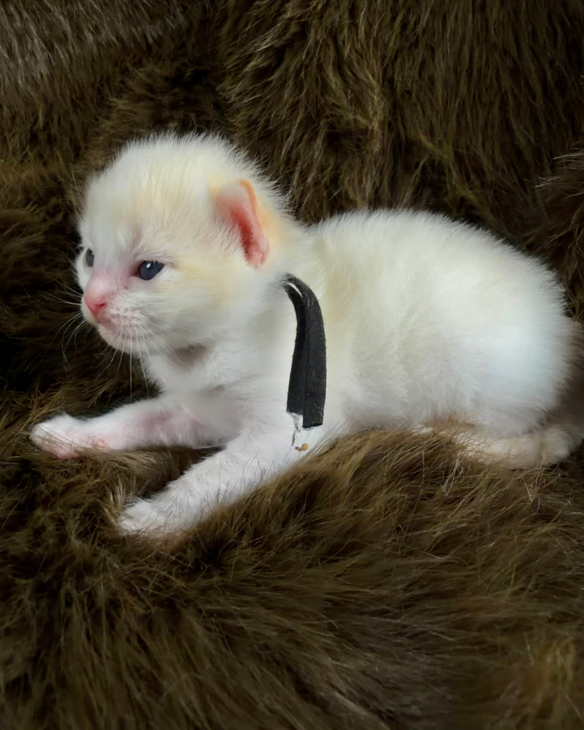 Apollo  - Flame Mink Bicolor - CHERUBIM MALE