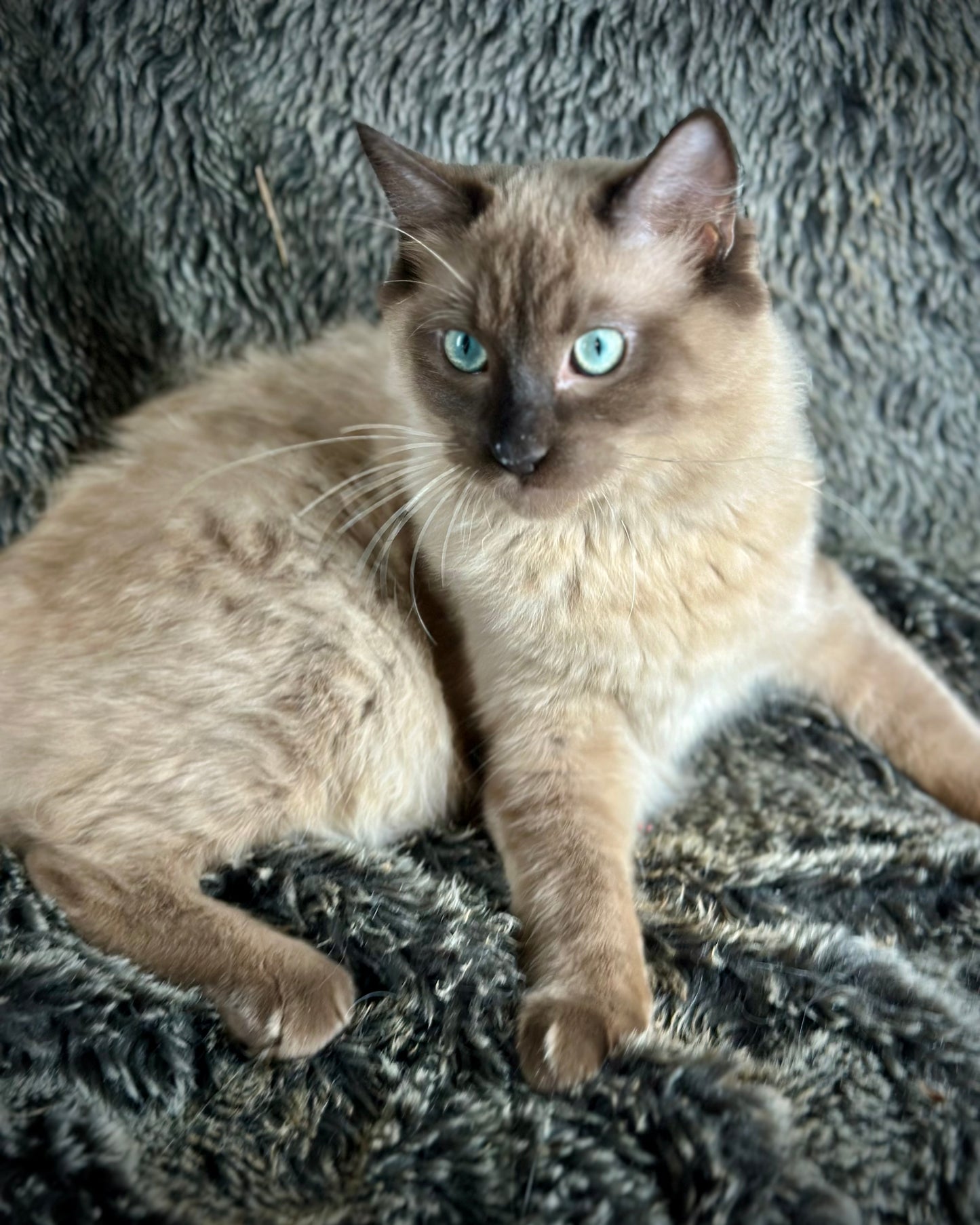 Tapatilo Seal Mink MALE  - AVAILABLE 6/5/2025