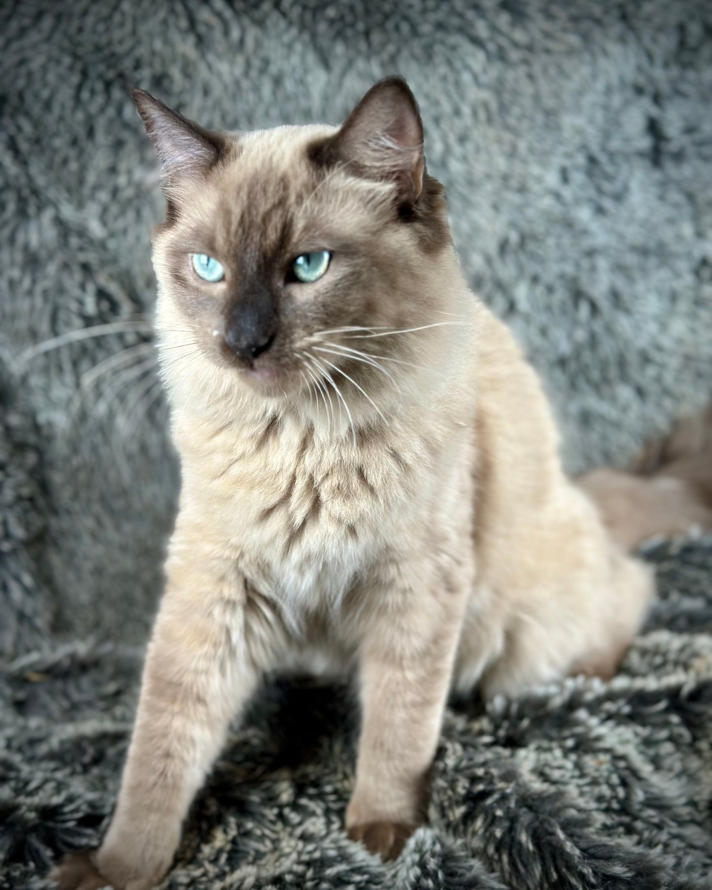 Tapatilo Seal Mink MALE  - AVAILABLE 6/5/2025