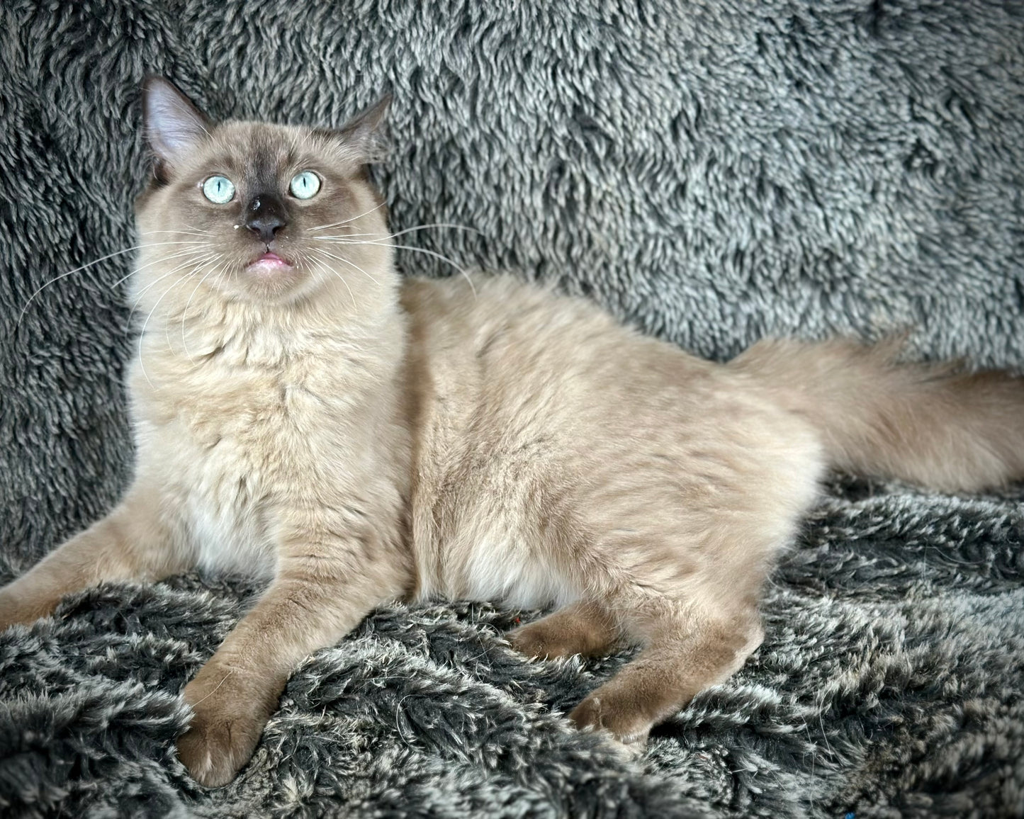 Tapatilo Seal Mink MALE  - AVAILABLE 6/5/2025