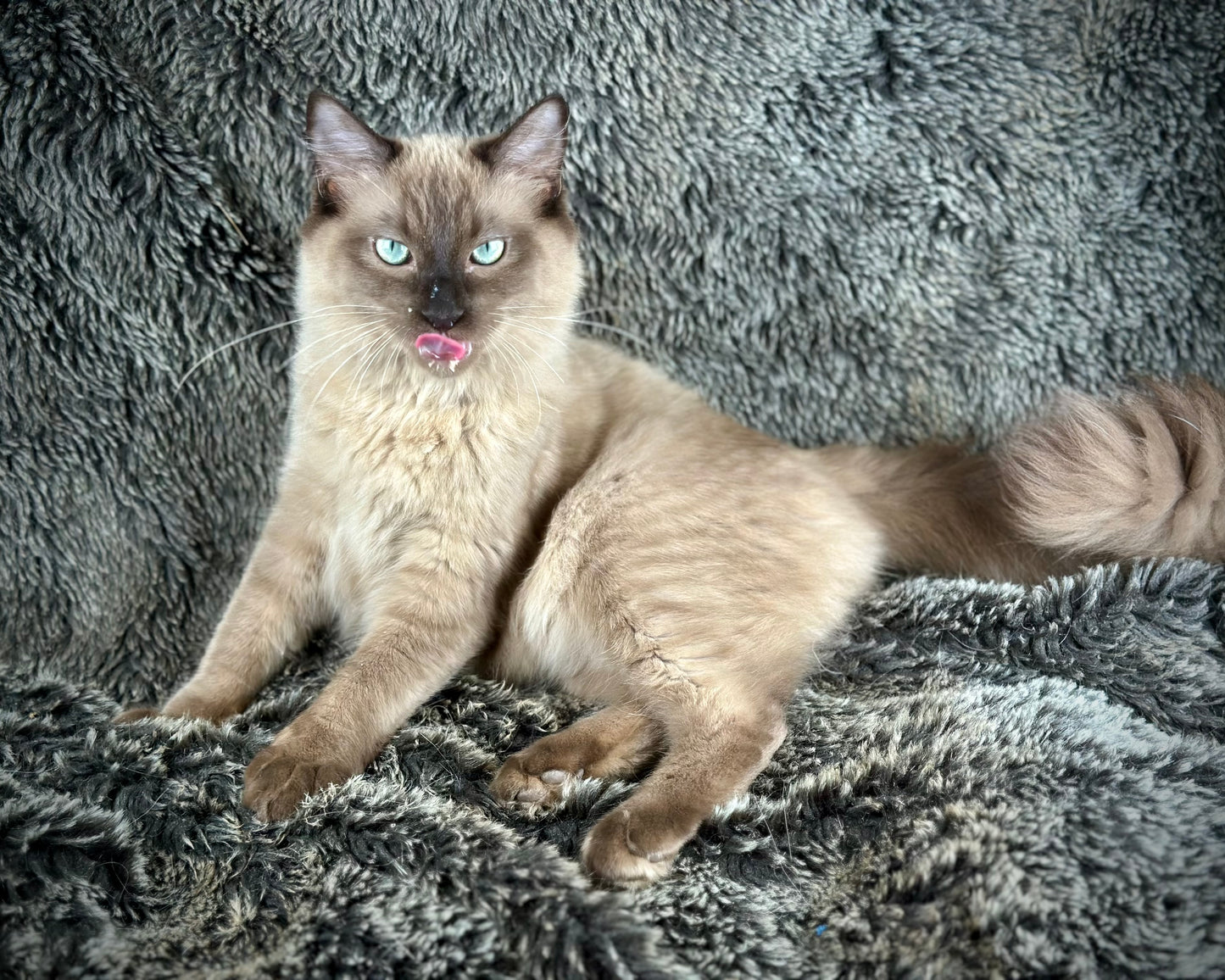 Tapatilo Seal Mink MALE  - AVAILABLE 6/5/2025