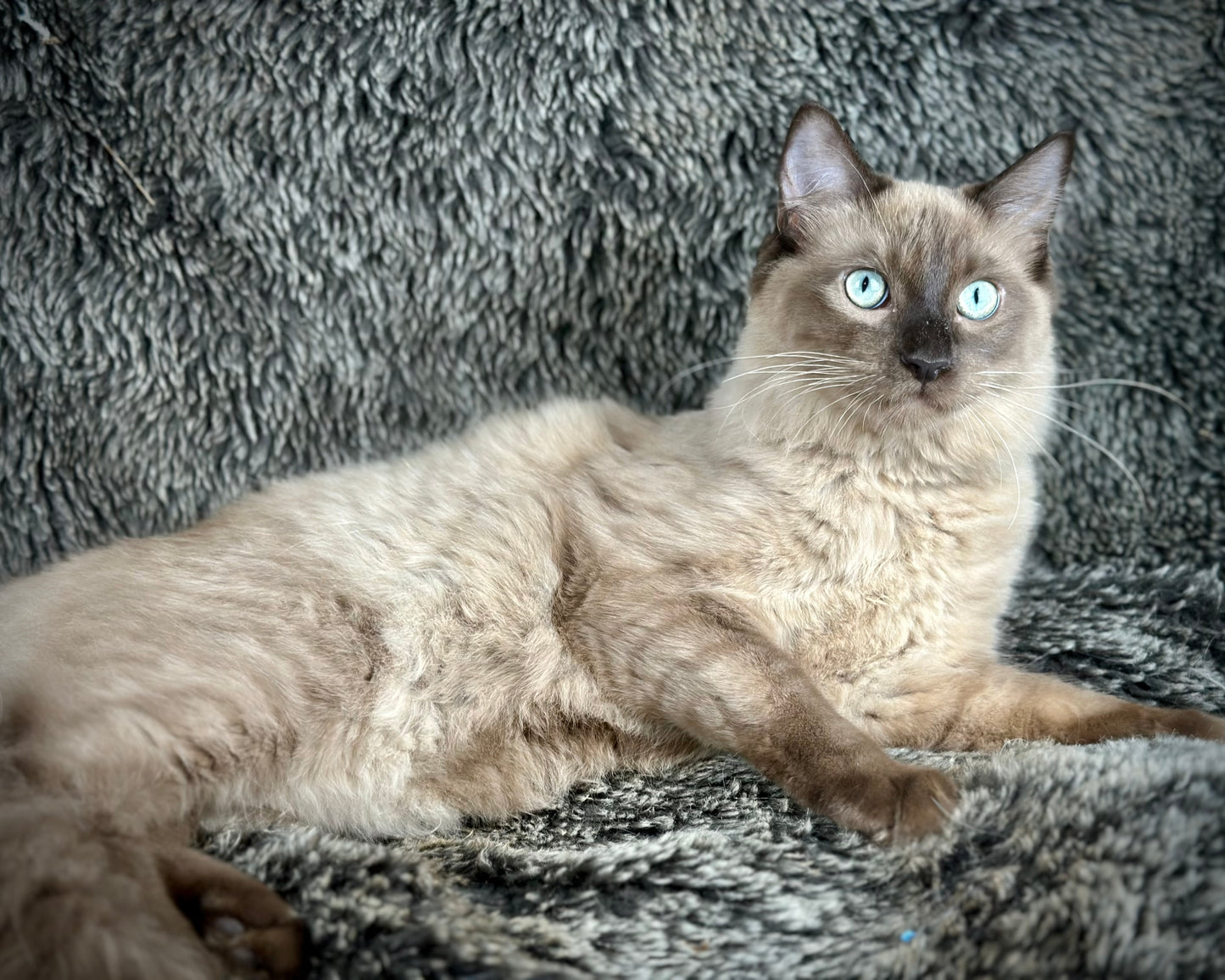 Tapatilo Seal Mink MALE  - AVAILABLE 6/5/2025