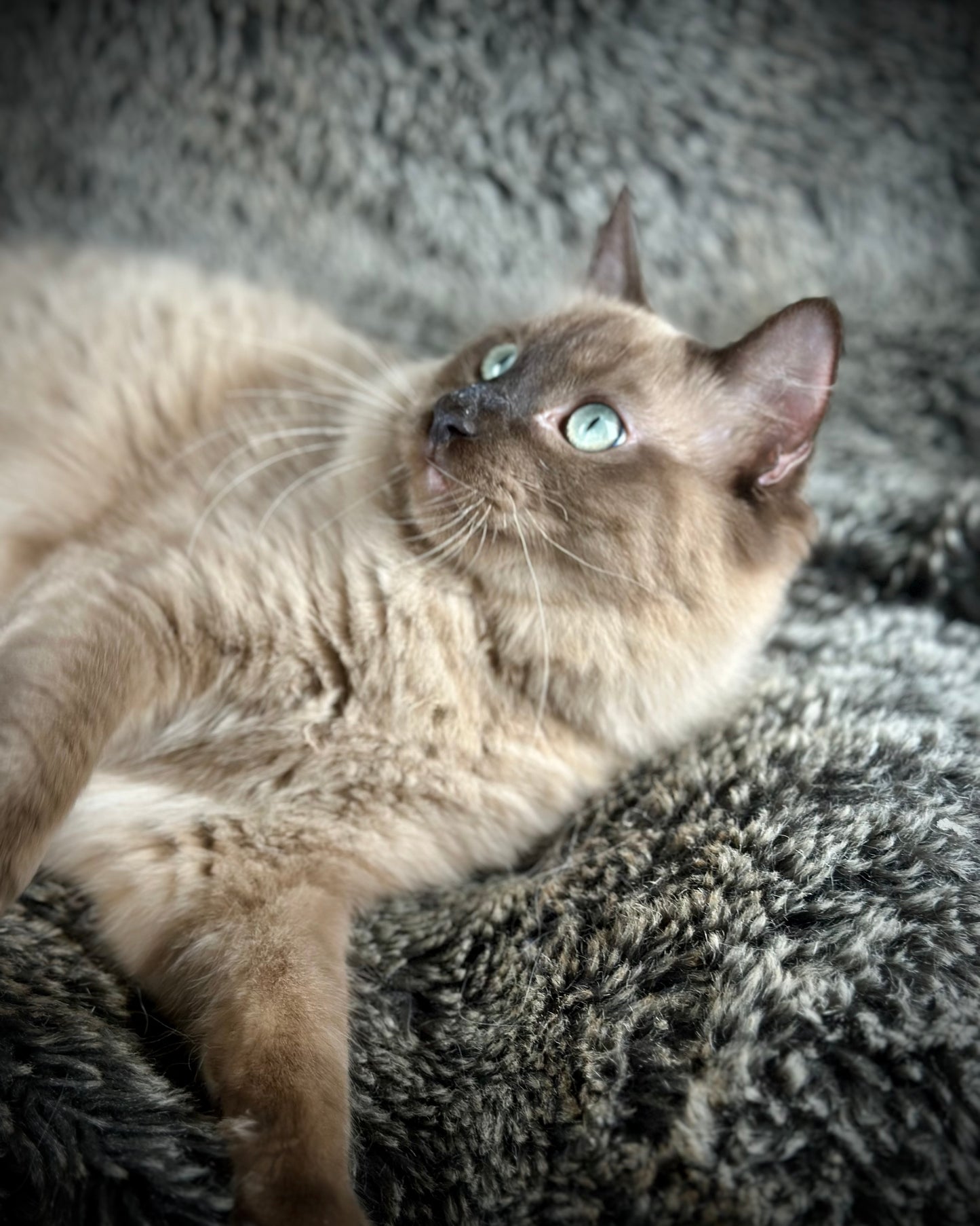 Tapatilo Seal Mink MALE  - AVAILABLE 6/5/2025