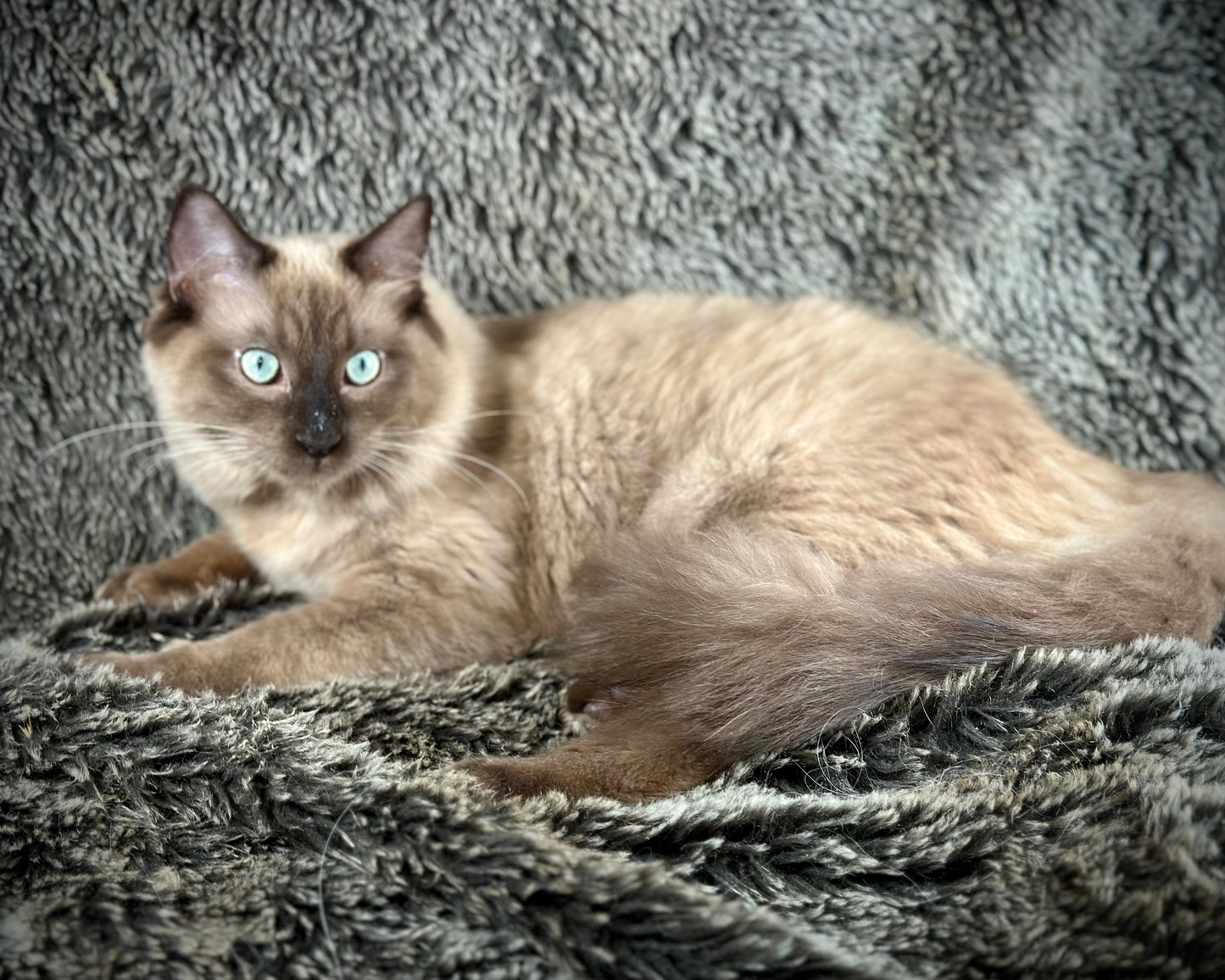 Tapatilo Seal Mink MALE  - AVAILABLE 6/5/2025