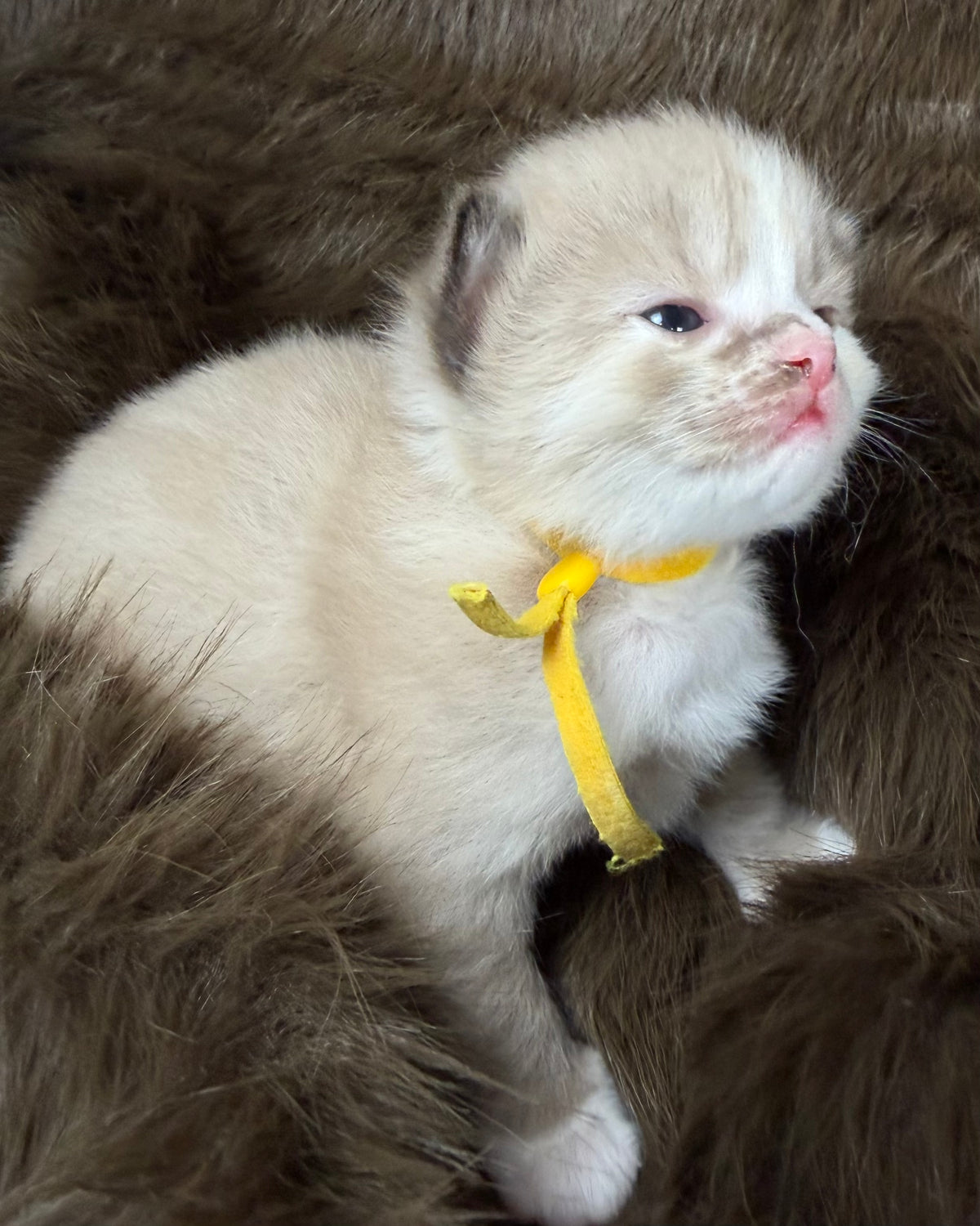 Ember  - Tortie Sepia Mitted - CHERUBIM FEMALE