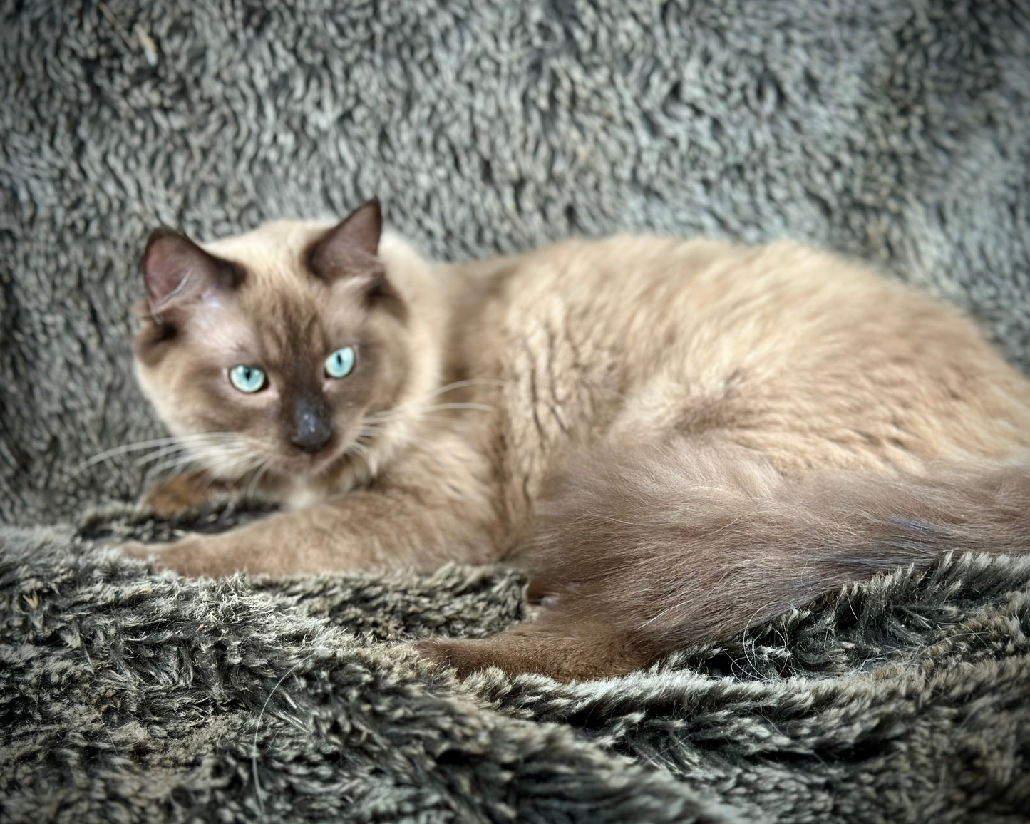 Tapatilo Seal Mink MALE  - AVAILABLE 6/5/2025