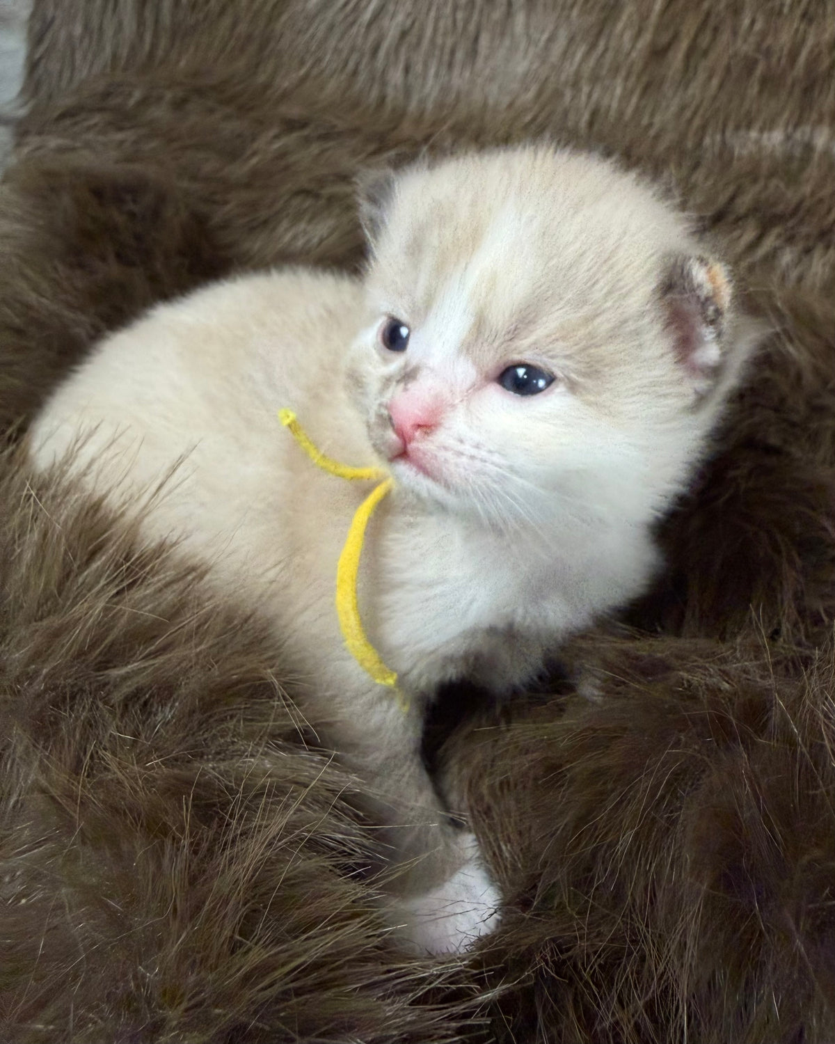 Ember  - Tortie Sepia Mitted - CHERUBIM FEMALE