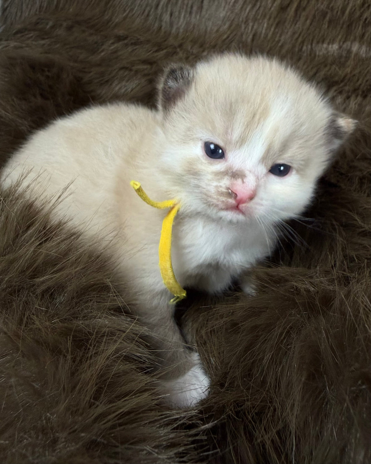 Ember  - Tortie Sepia Mitted - CHERUBIM FEMALE