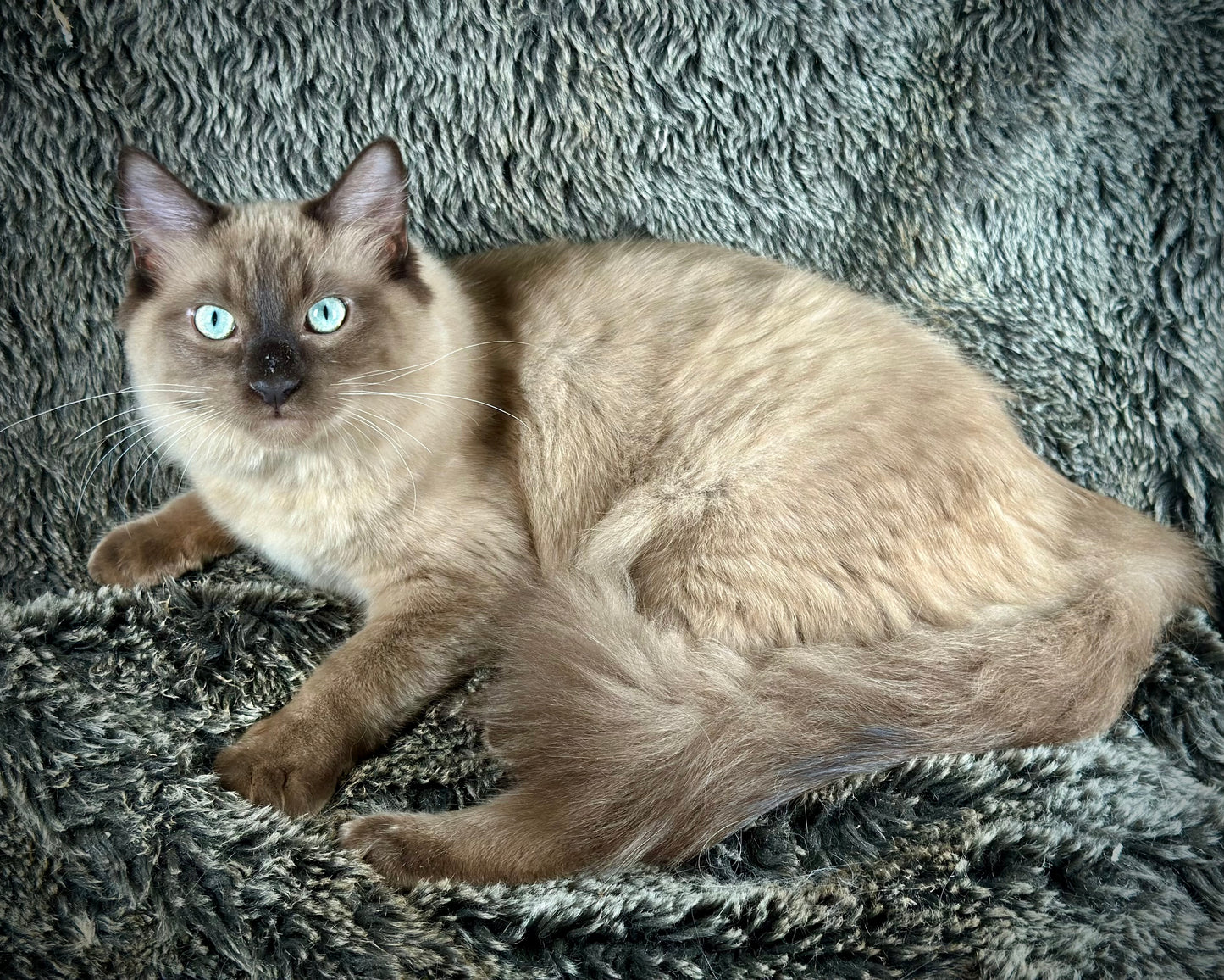 Tapatilo Seal Mink MALE  - AVAILABLE 6/5/2025