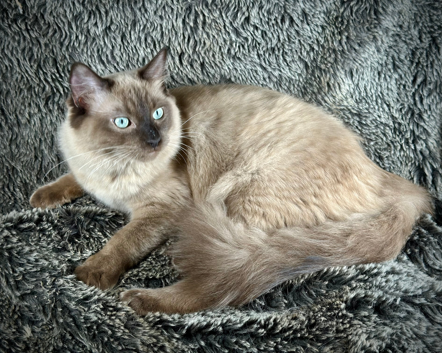 Tapatilo Seal Mink MALE  - AVAILABLE 6/5/2025