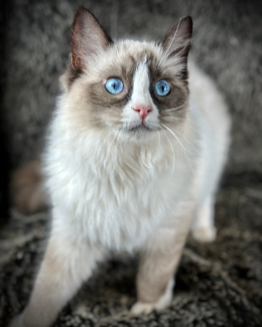 Sassy - Seal Traditional Bicolor - FEMALE - AVAILABLE -  7/4/25