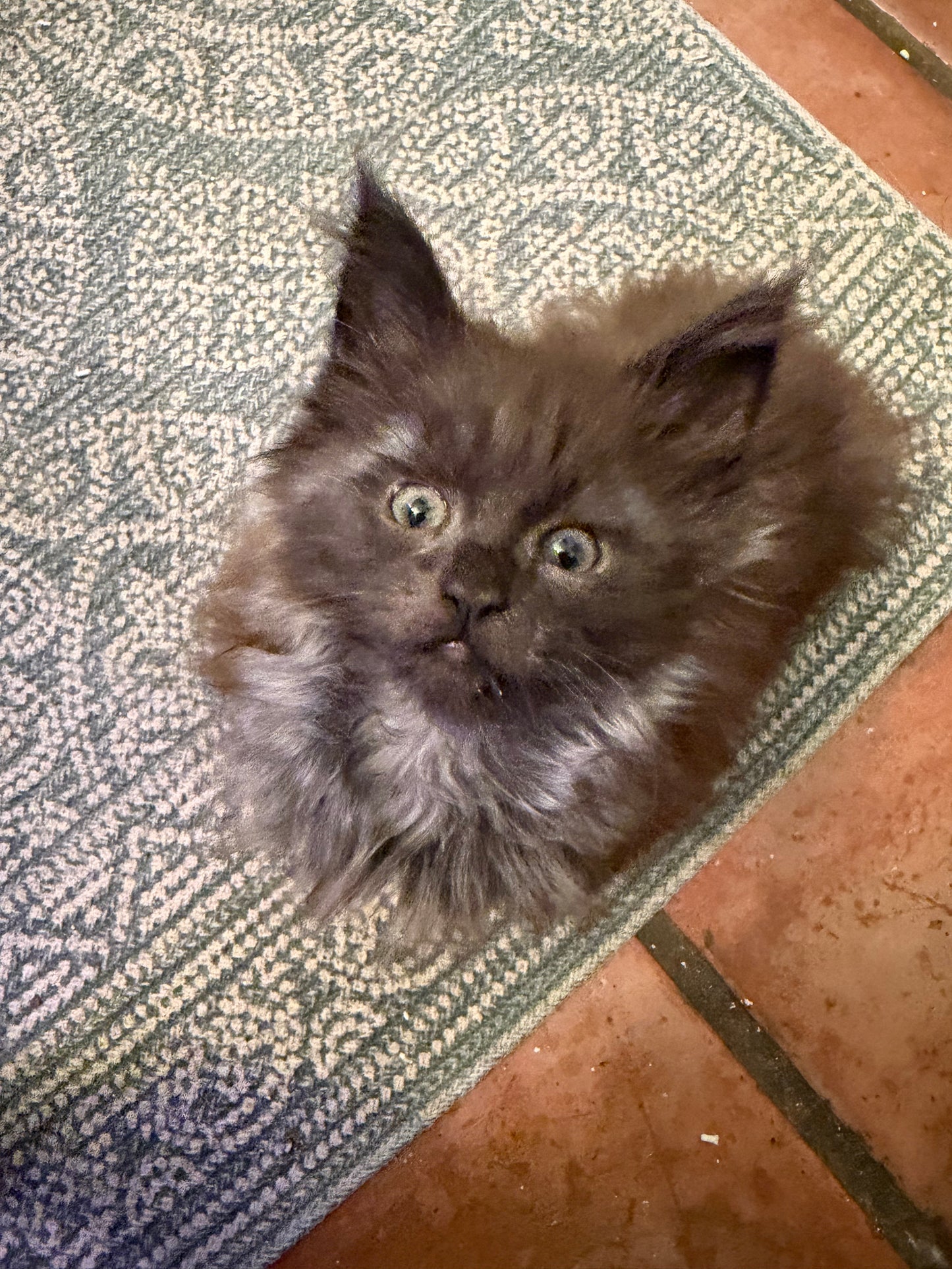 RASPUTIN   -  MALE  - black smoke Maine Coon