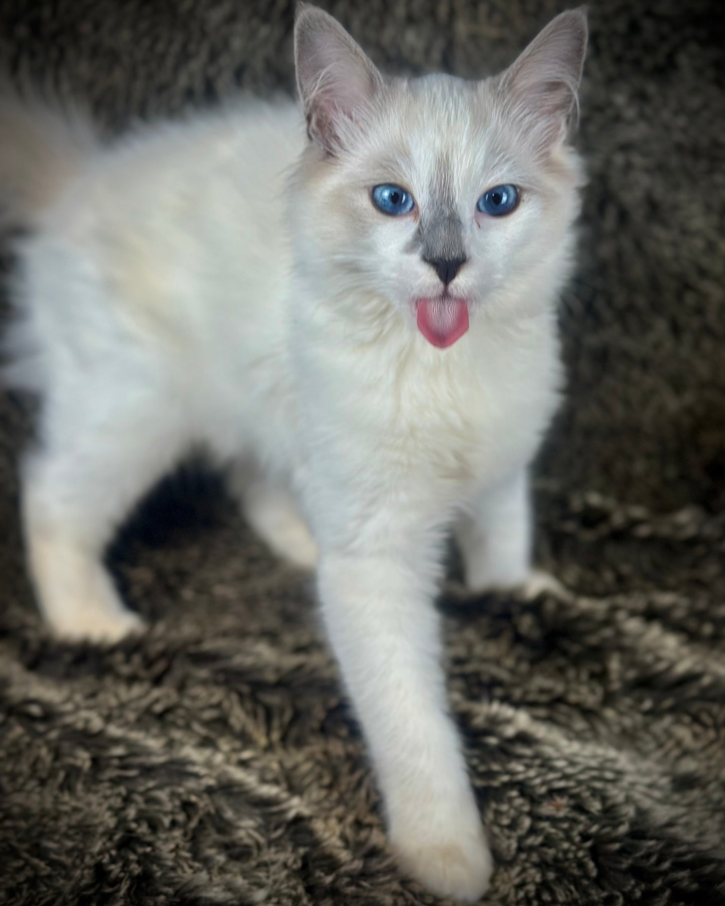Homelander - Blue Point (bicolor)-MALE - AVAILABLE 7/4/25