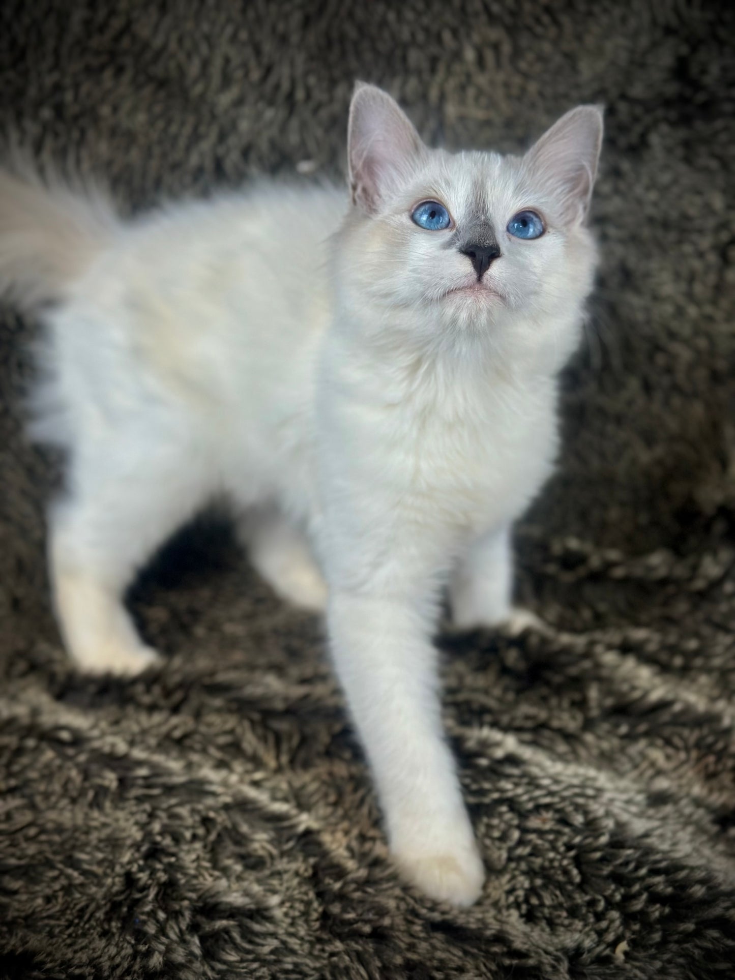 Homelander - Blue Point (bicolor)-MALE - AVAILABLE 7/4/25