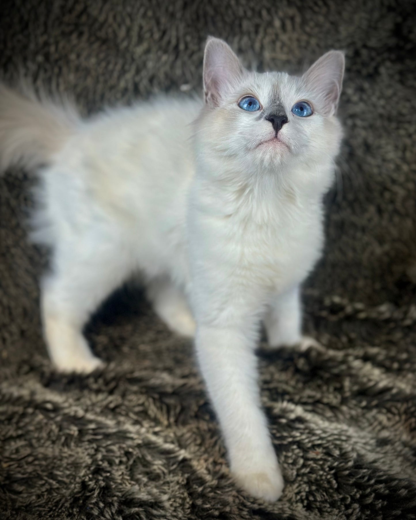 Homelander - Blue Point (bicolor)-MALE - AVAILABLE 7/4/25