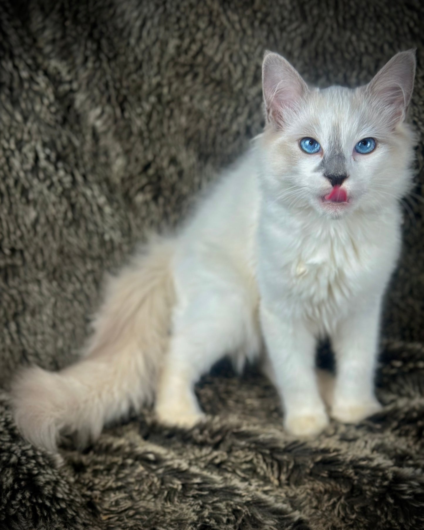 Homelander - Blue Point (bicolor)-MALE - AVAILABLE 7/4/25