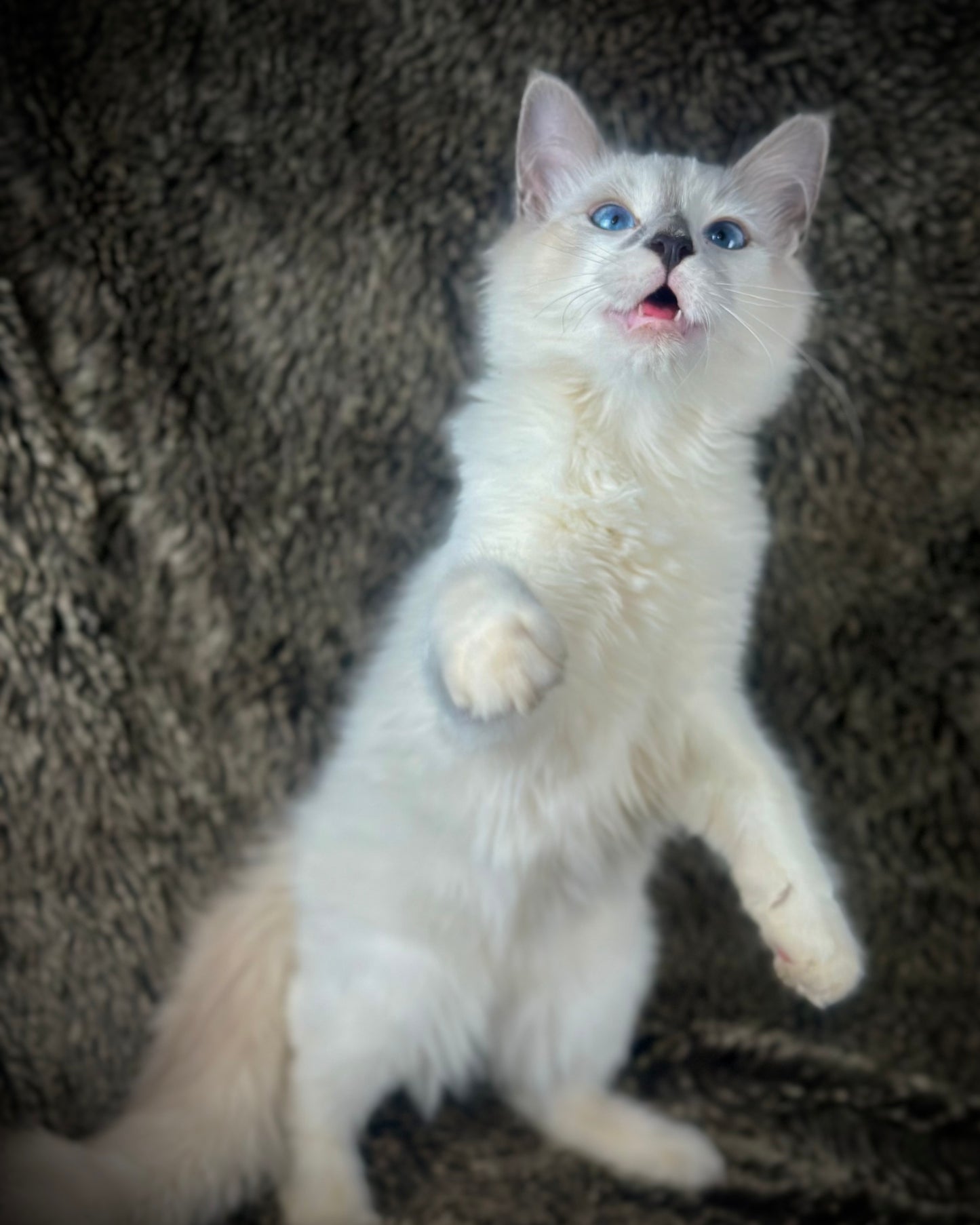 Homelander - Blue Point (bicolor)-MALE - AVAILABLE 7/4/25