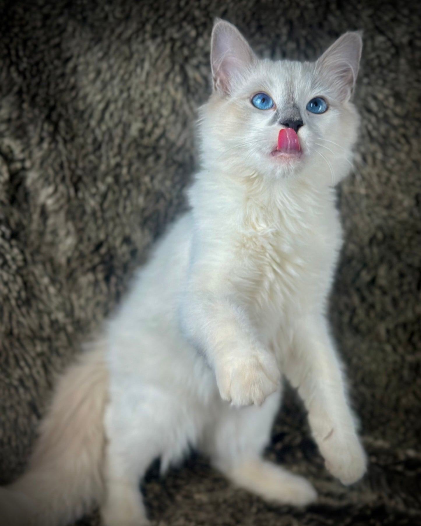 Homelander - Blue Point (bicolor)-MALE - AVAILABLE 7/4/25