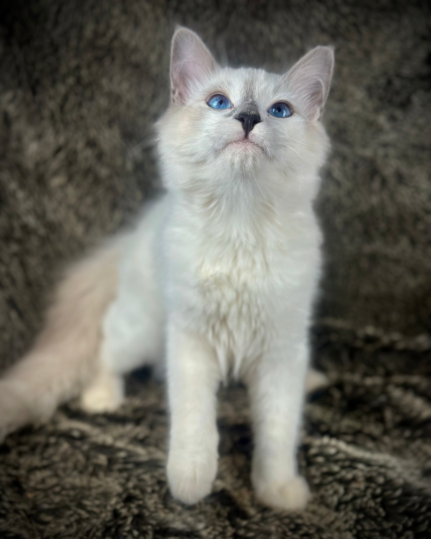 Homelander - Blue Point (bicolor)-MALE - AVAILABLE 7/4/25
