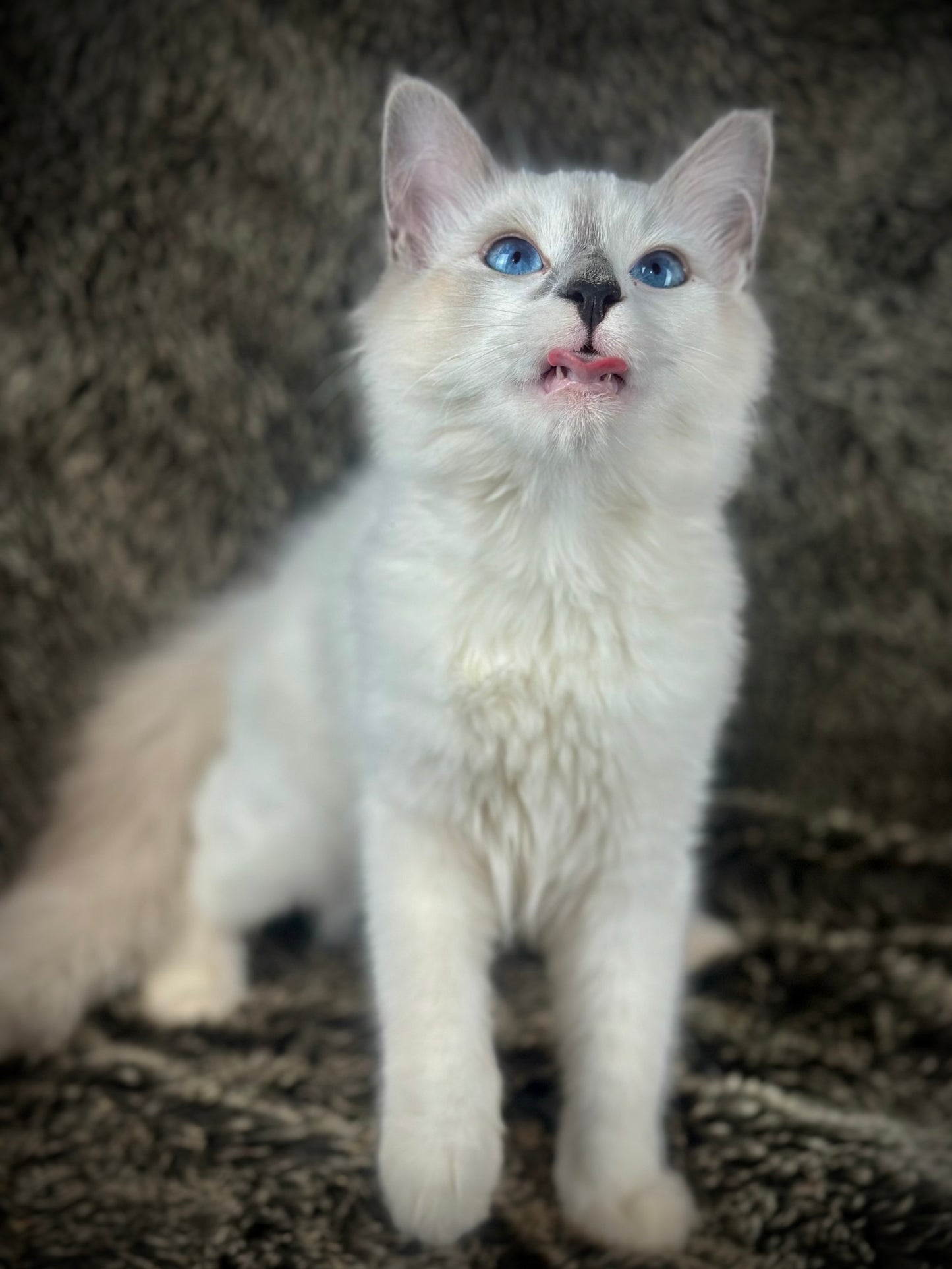 Homelander - Blue Point (bicolor)-MALE - AVAILABLE 7/4/25