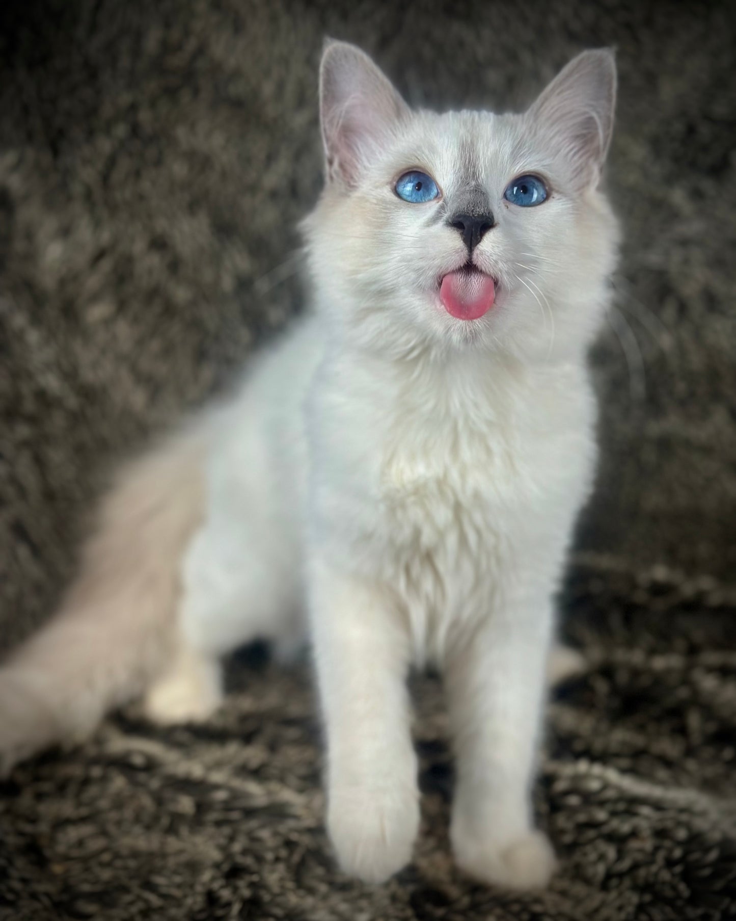 Homelander - Blue Point (bicolor)-MALE - AVAILABLE 7/4/25
