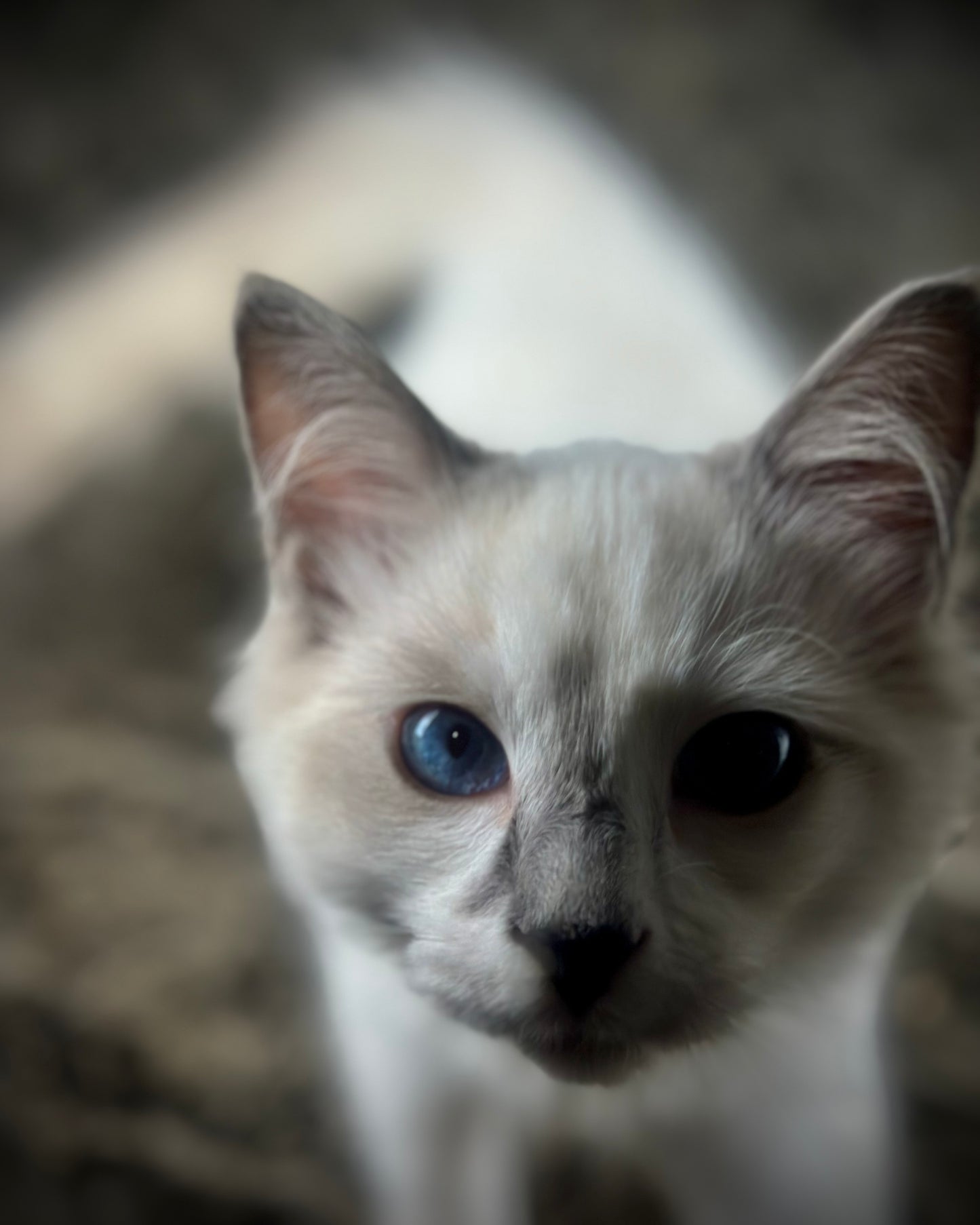 Homelander - Blue Point (bicolor)-MALE - AVAILABLE 7/4/25