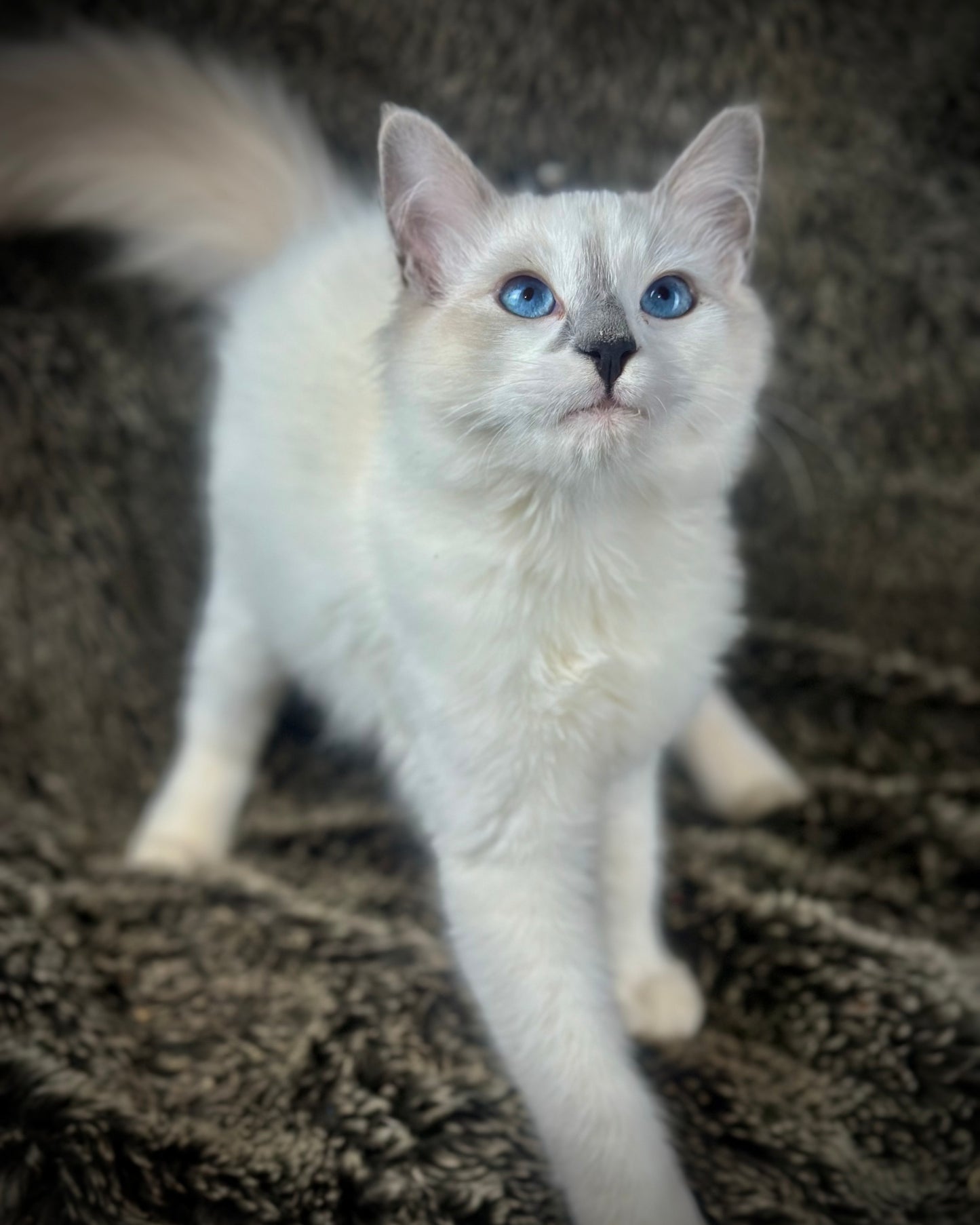 Homelander - Blue Point (bicolor)-MALE - AVAILABLE 7/4/25